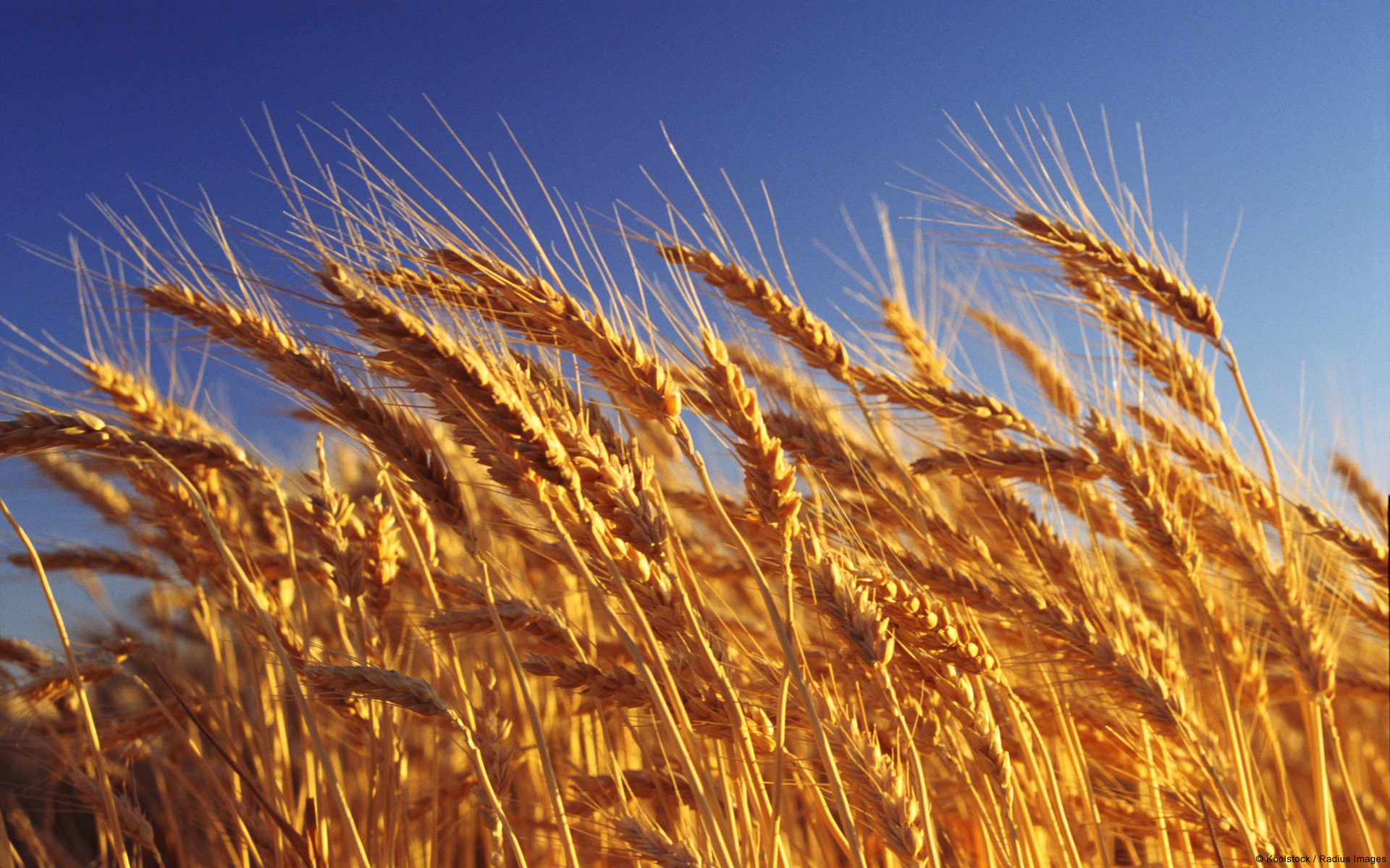 Free download wallpaper Summer, Wheat, Earth on your PC desktop