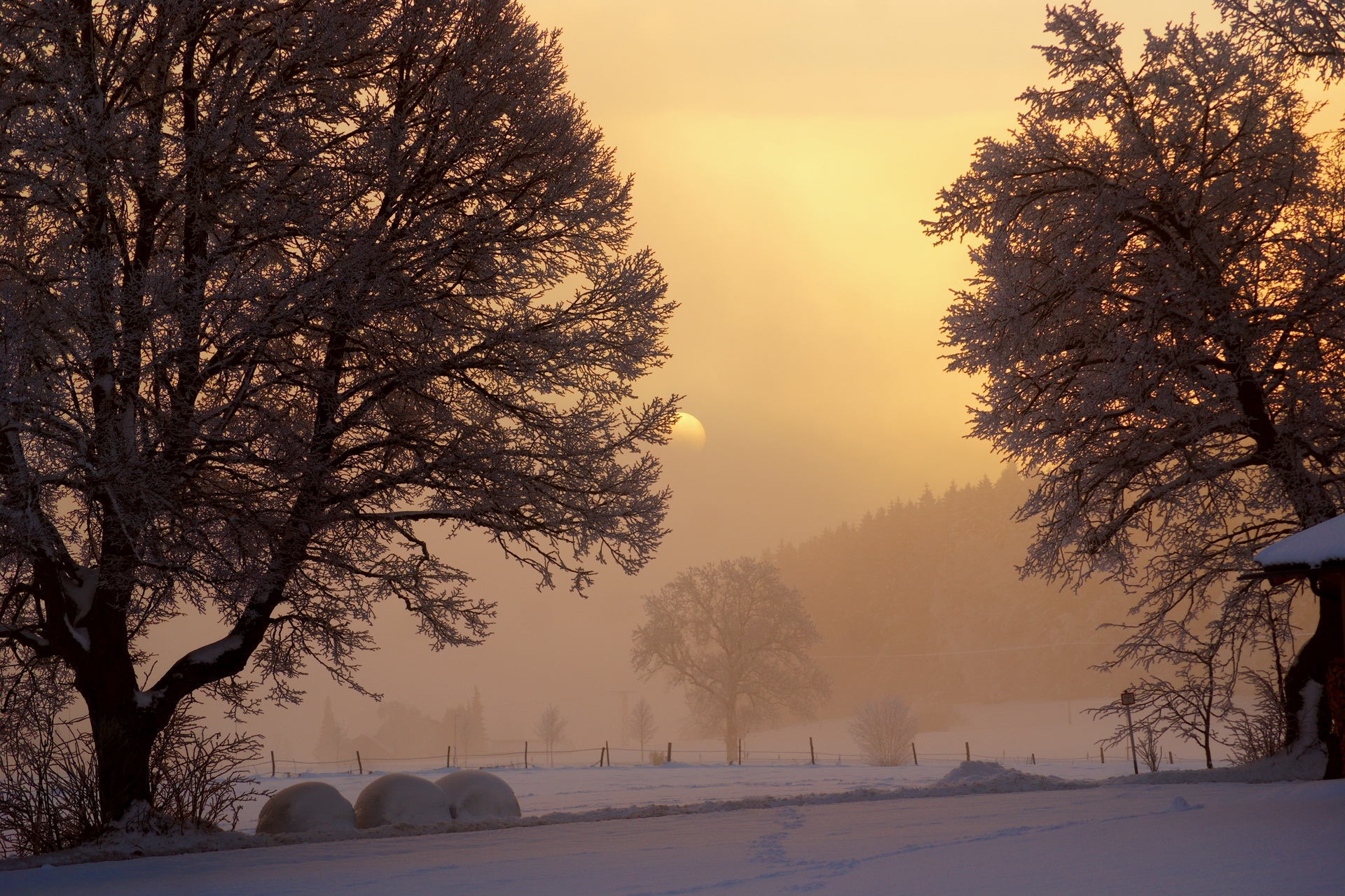 fog, sun, trees, frost, winter, nature, sky, snow, dawn, lumen, morning, courtyard, yard, opening