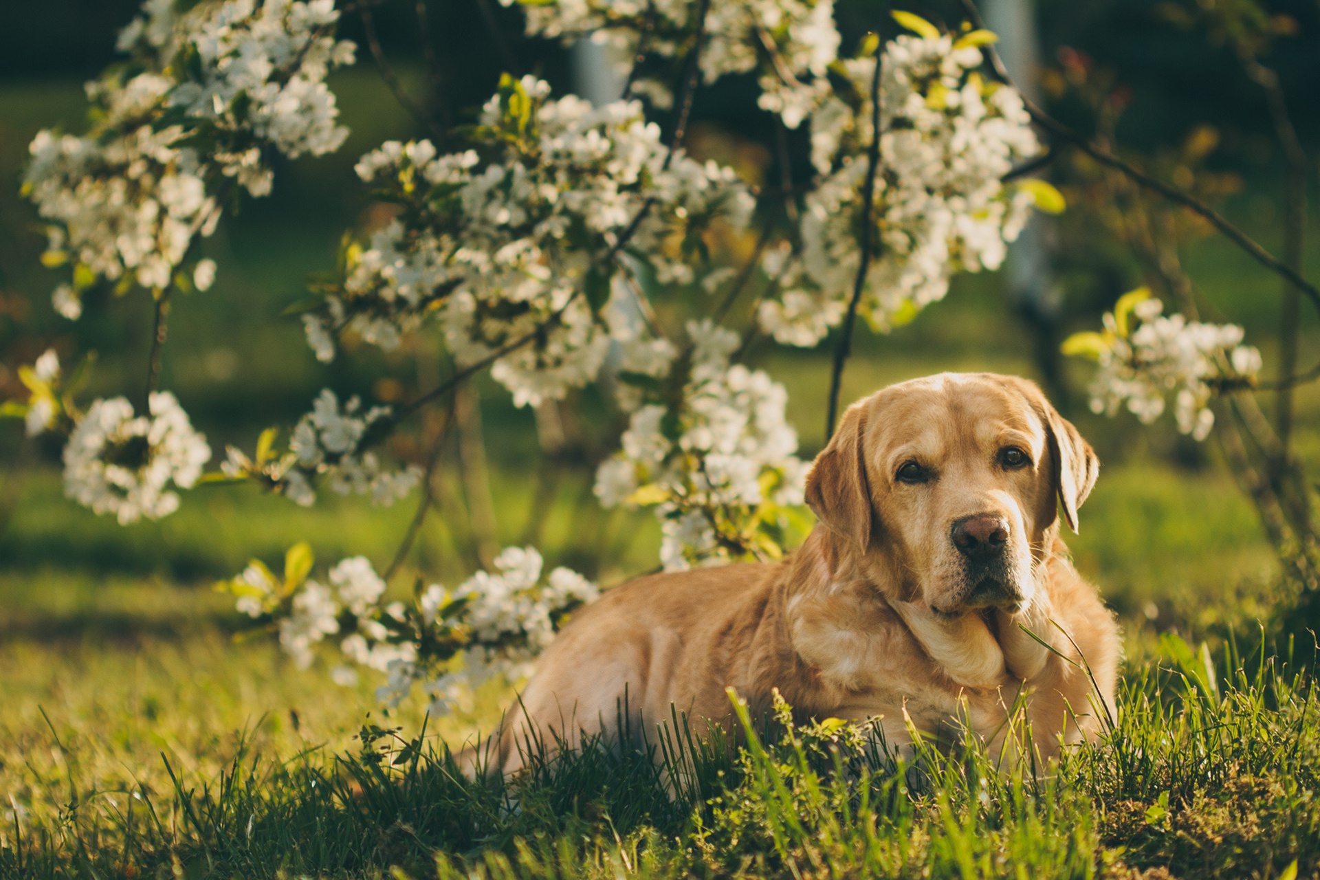 Handy-Wallpaper Tiere, Hunde, Hund, Golden Retriever, Frühling, Blüte kostenlos herunterladen.