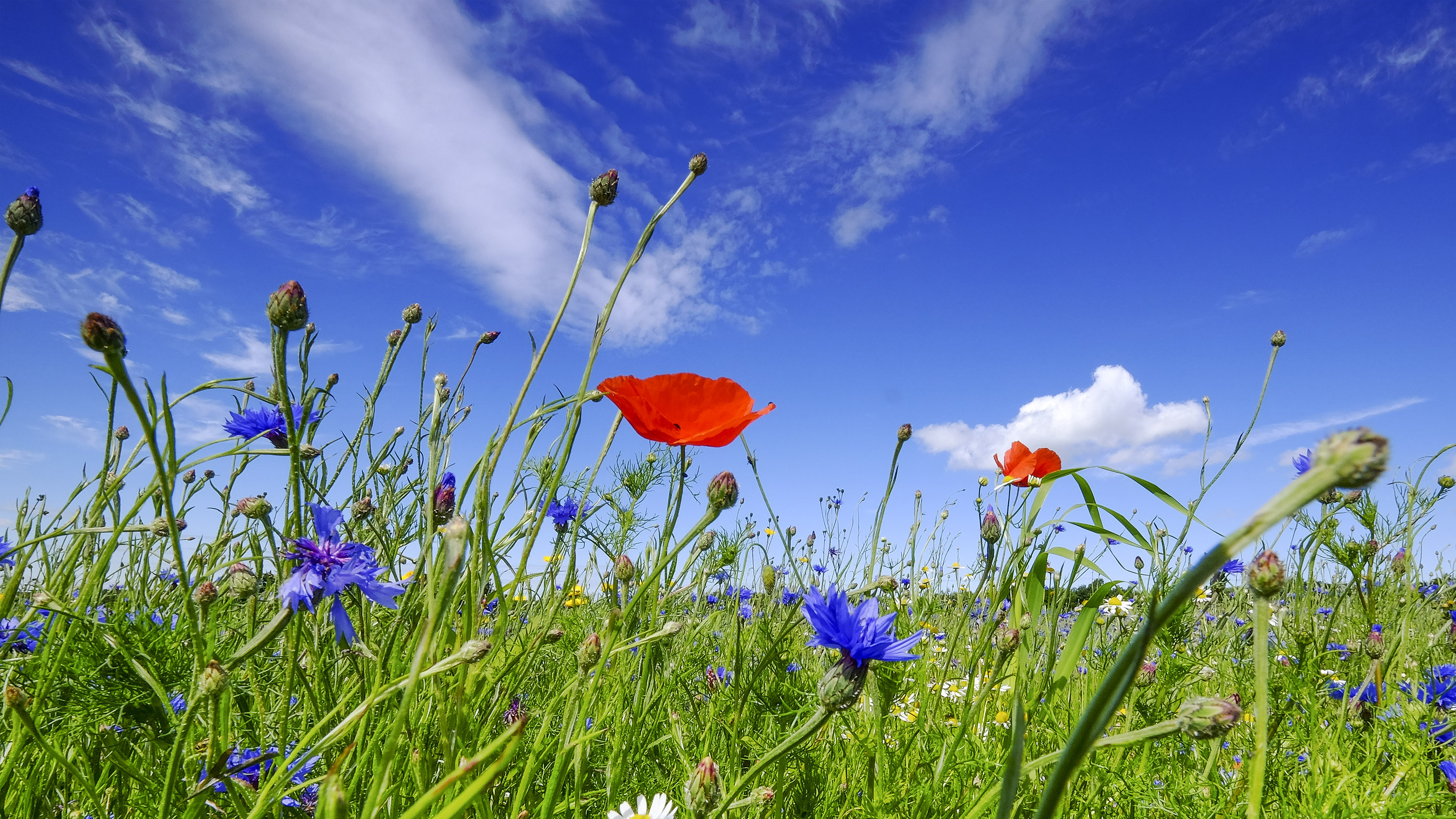 Free download wallpaper Nature, Summer, Flower, Earth, Field, Meadow, Red Flower, Blue Flower on your PC desktop