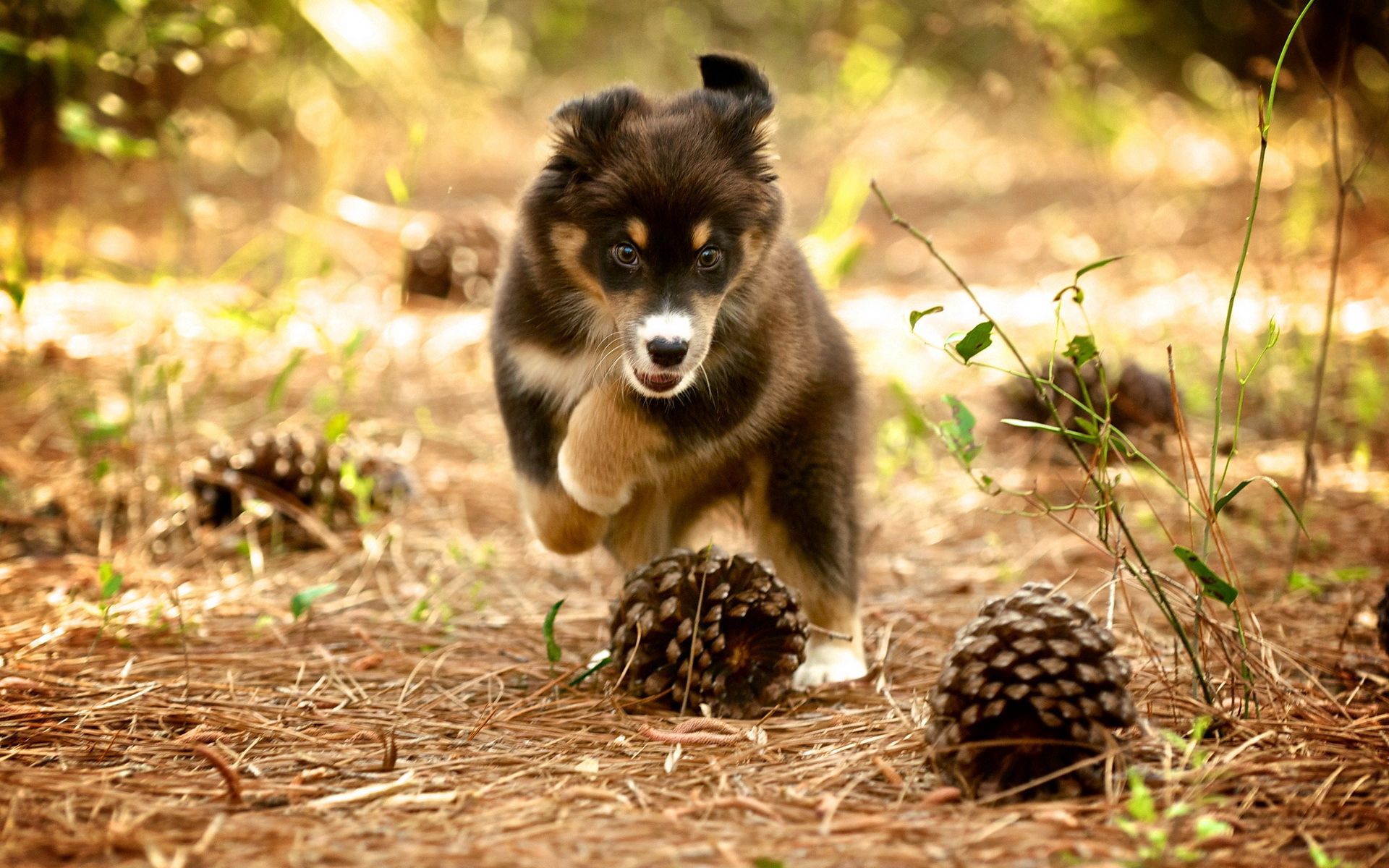 Download mobile wallpaper Animals, Cones, Dog, Puppy, Nature for free.