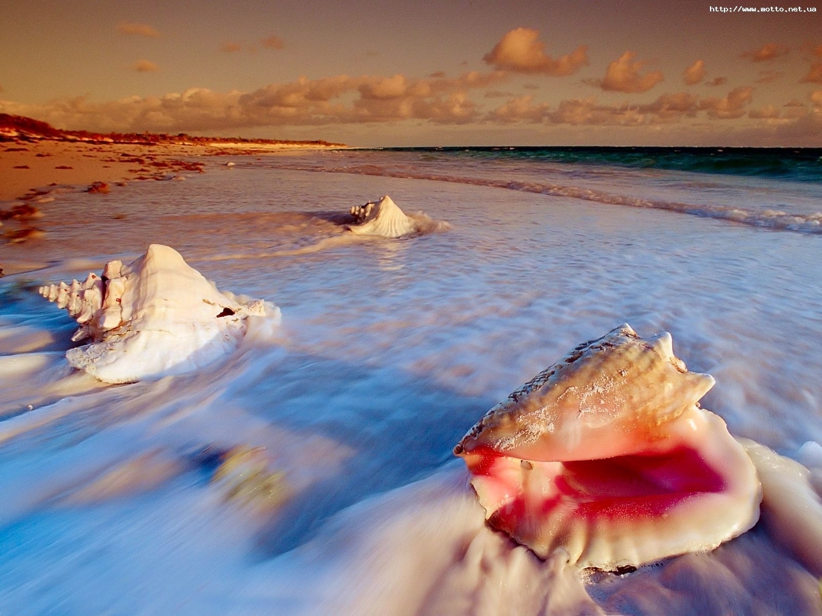 1370 descargar fondo de pantalla paisaje, agua, mar, playa, conchas: protectores de pantalla e imágenes gratis