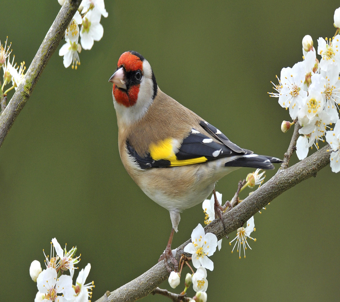 Free download wallpaper Birds, Flower, Bird, Branch, Animal, Blossom, Goldfinch, European Goldfinch on your PC desktop