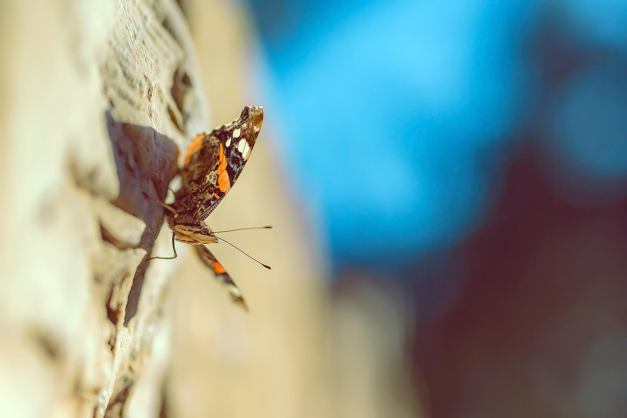 Baixar papel de parede para celular de Animais, Borboleta gratuito.