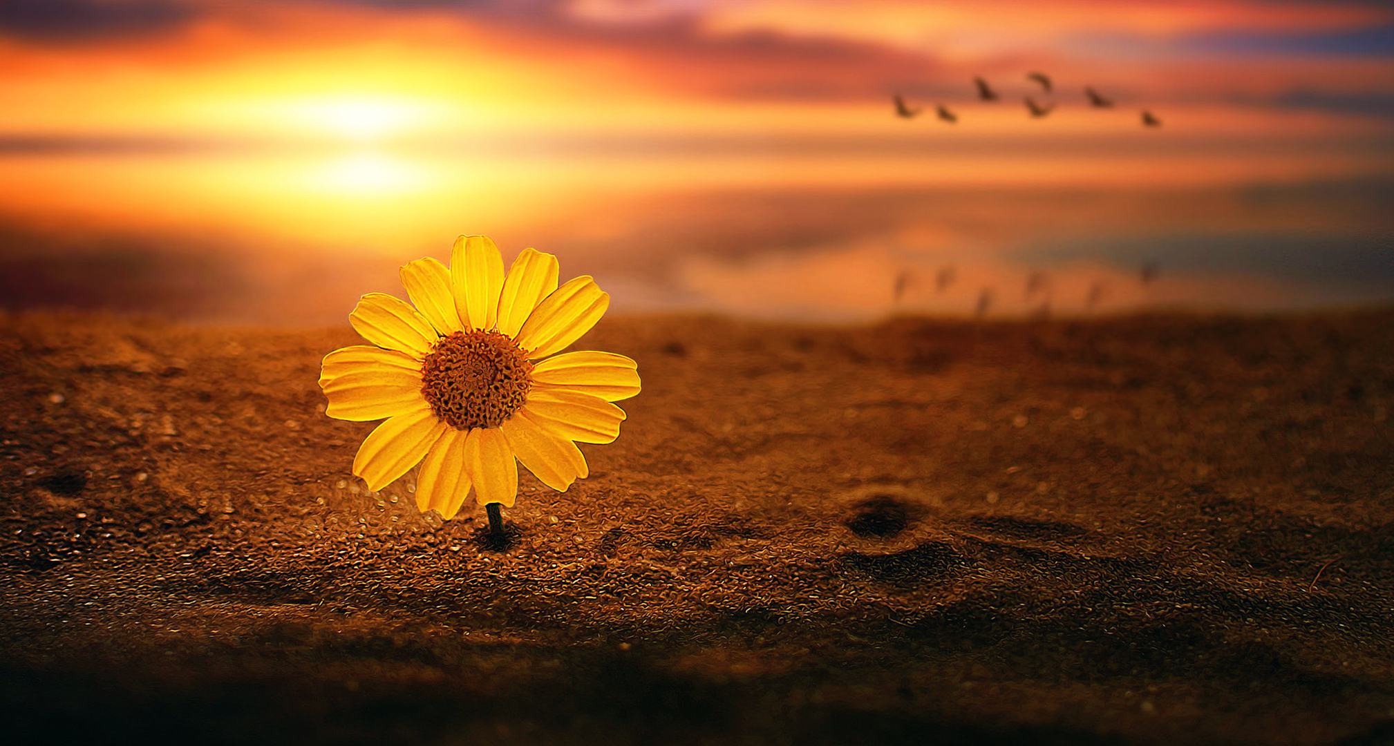 Download mobile wallpaper Flowers, Sunset, Sand, Flower, Earth, Daisy, Yellow Flower for free.
