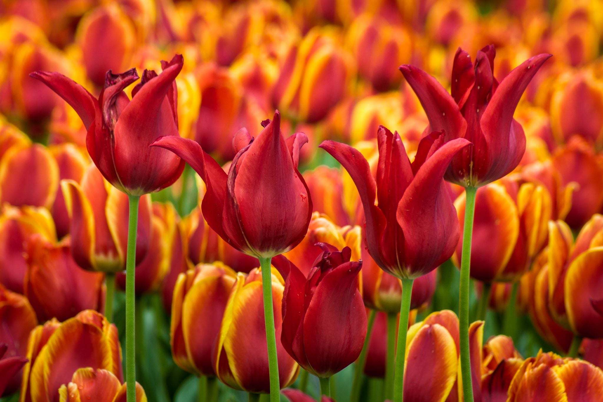 Descarga gratis la imagen Flores, Campo, Tulipán, Flor Roja, Tierra/naturaleza en el escritorio de tu PC