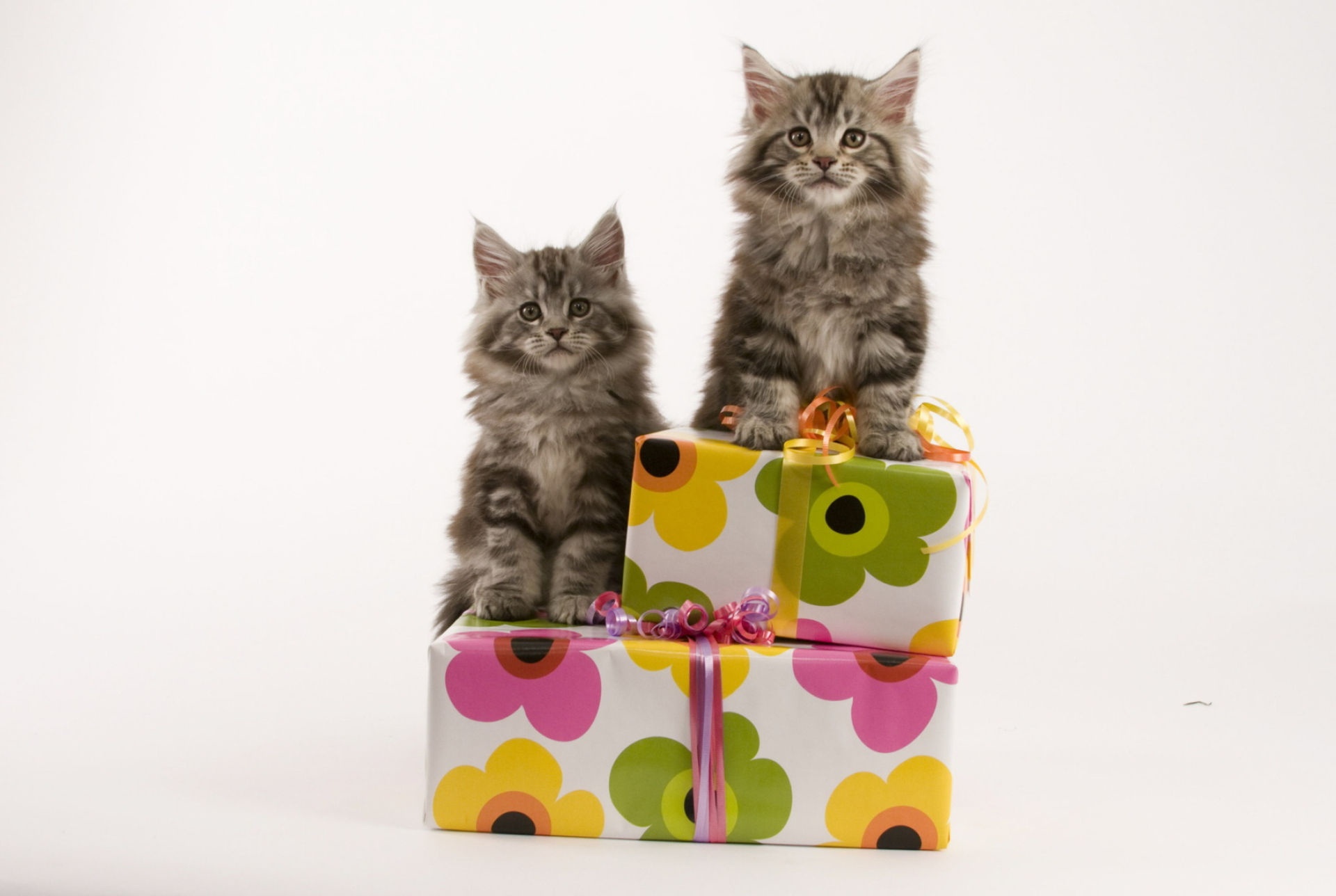 Download mobile wallpaper Cats, Cat, Animal, Gift for free.