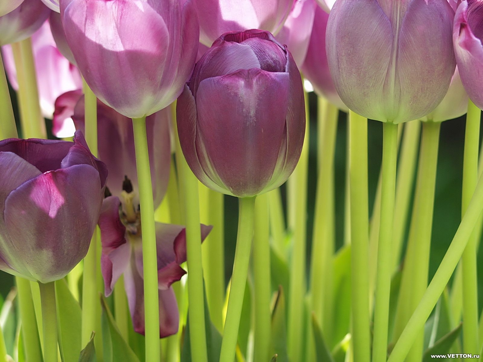 Free download wallpaper Plants, Flowers, Background, Tulips on your PC desktop
