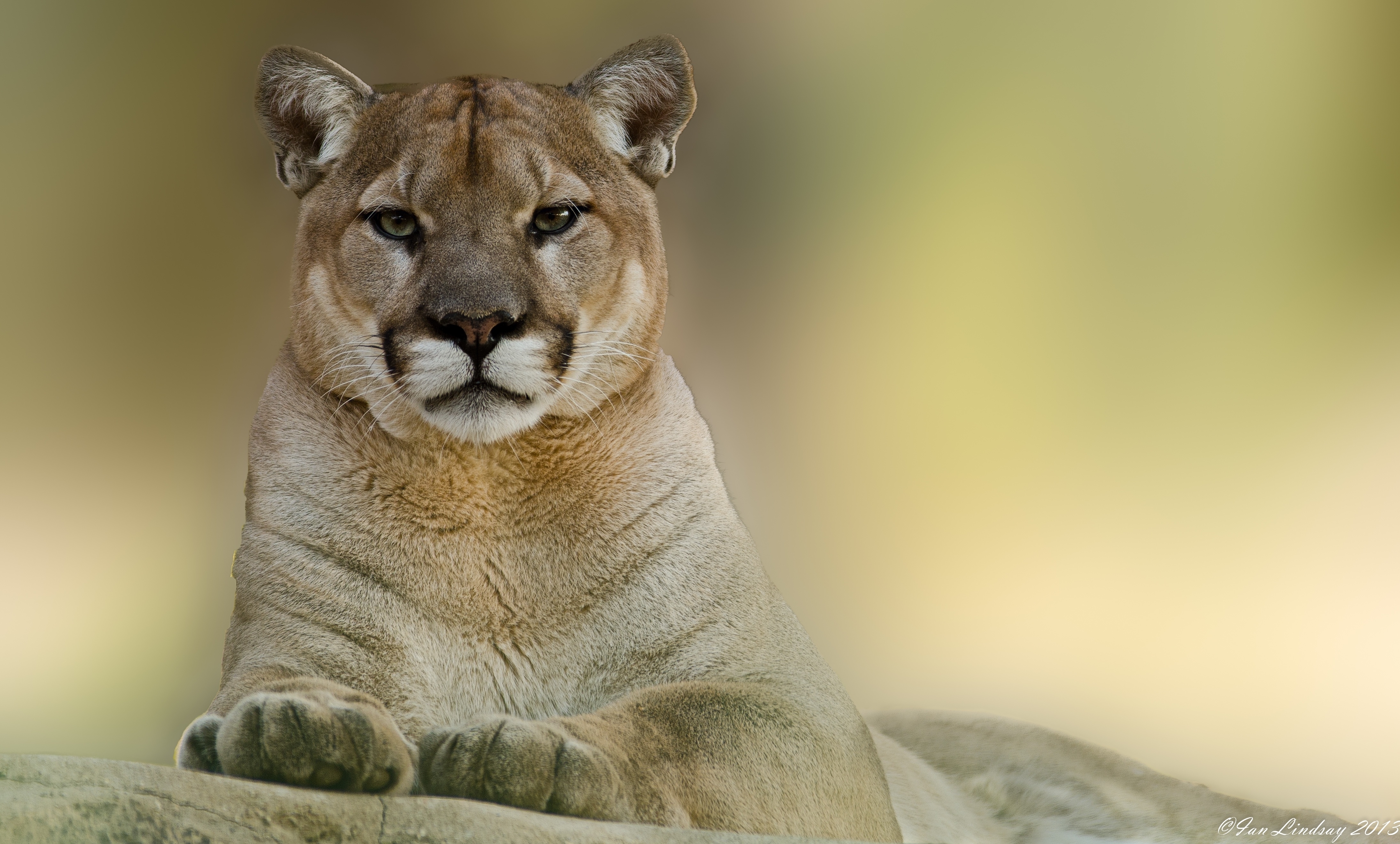 Descarga gratis la imagen León De Montaña, Animales, Puma en el escritorio de tu PC