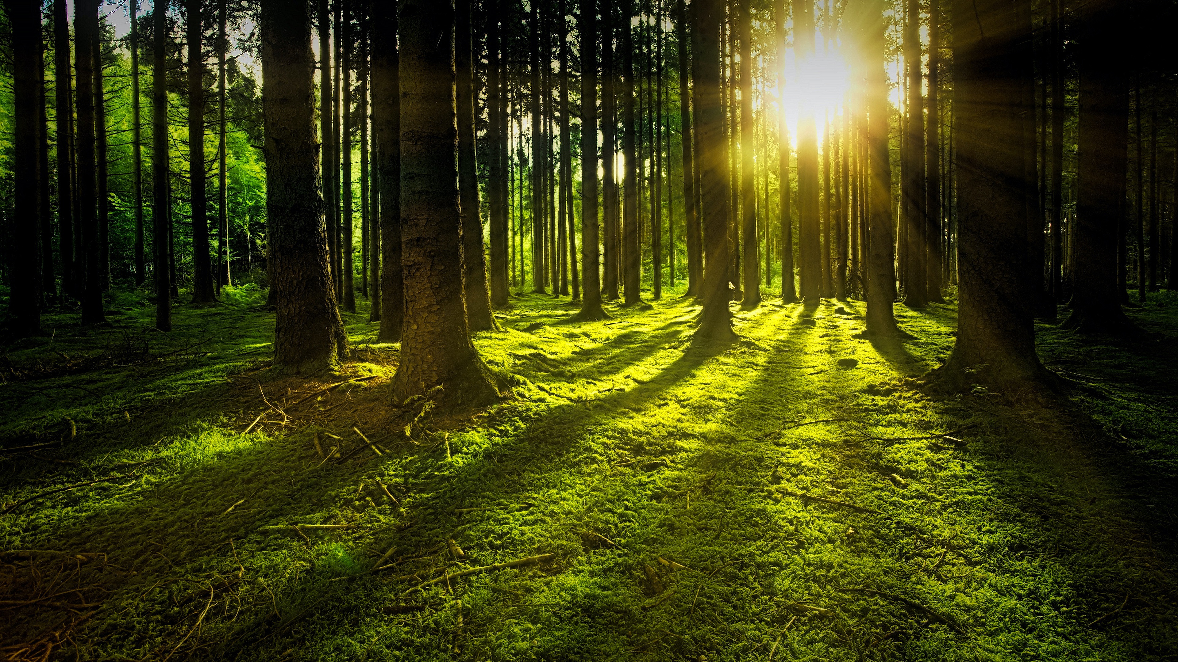 Free download wallpaper Pine, Forest, Tree, Earth, Moss, Sunbeam on your PC desktop