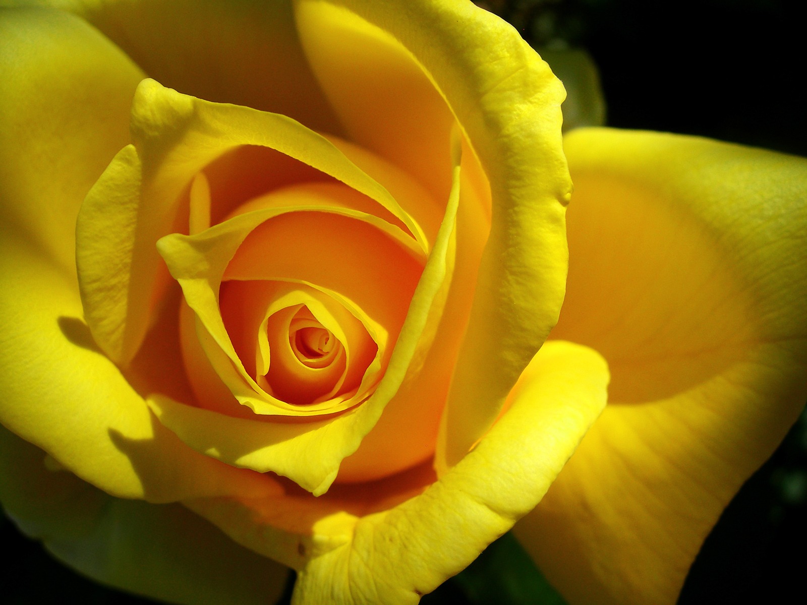 Free download wallpaper Flower, Rose, Close Up, Earth, Yellow Flower on your PC desktop