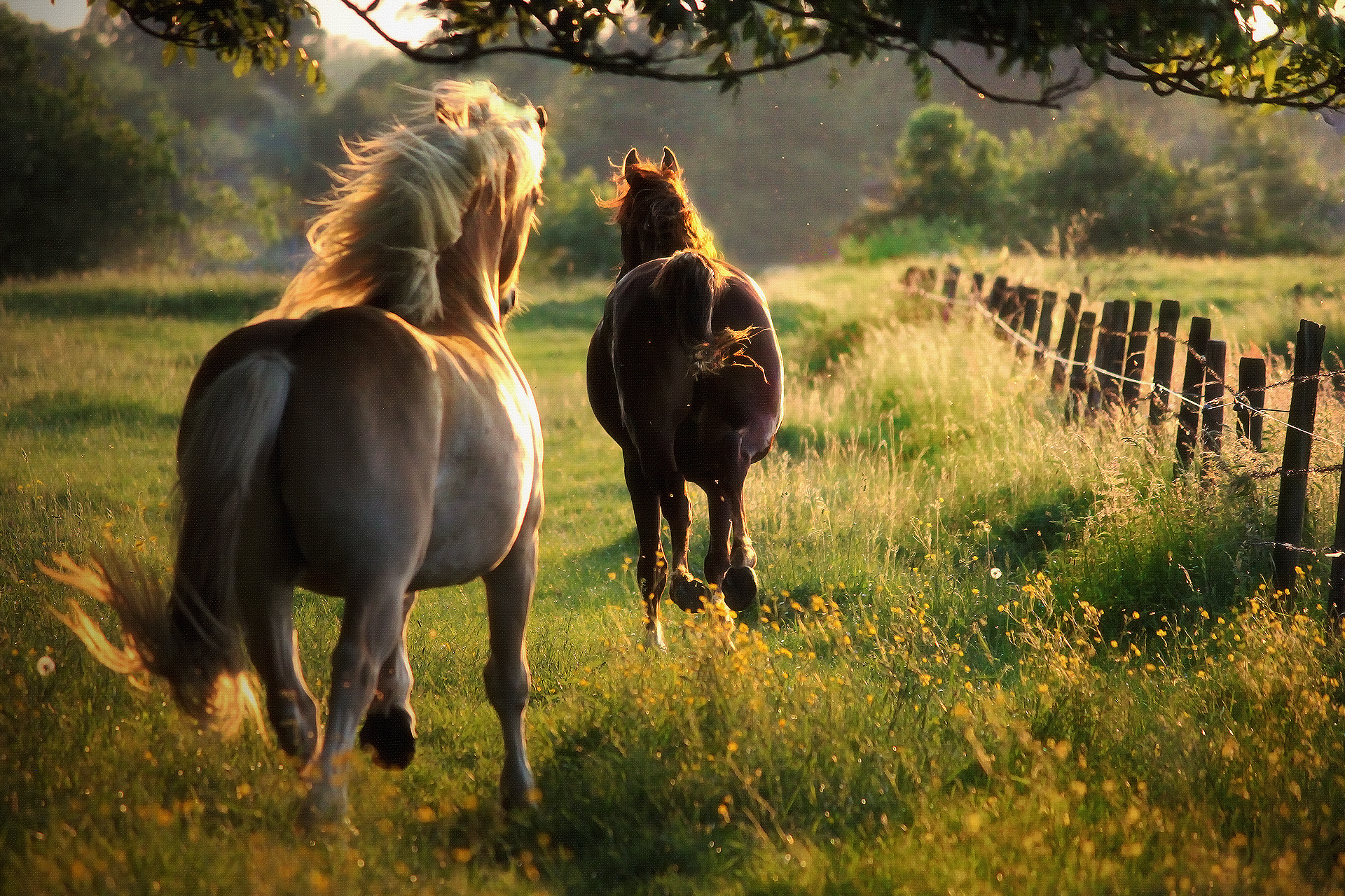 Laden Sie das Tiere, Hauspferd-Bild kostenlos auf Ihren PC-Desktop herunter