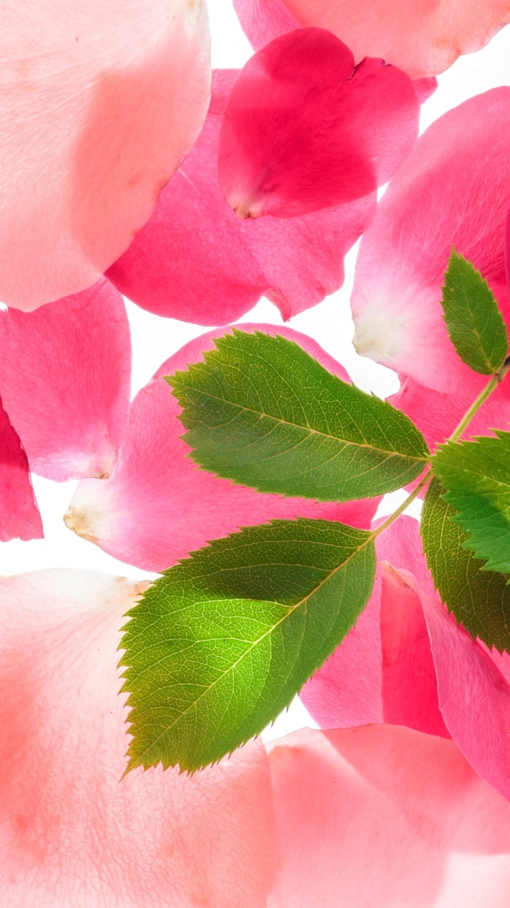 無料モバイル壁紙フラワーズ, 葉, 薔薇, 地球, 花弁, ピンクの花, ピンクのバラをダウンロードします。