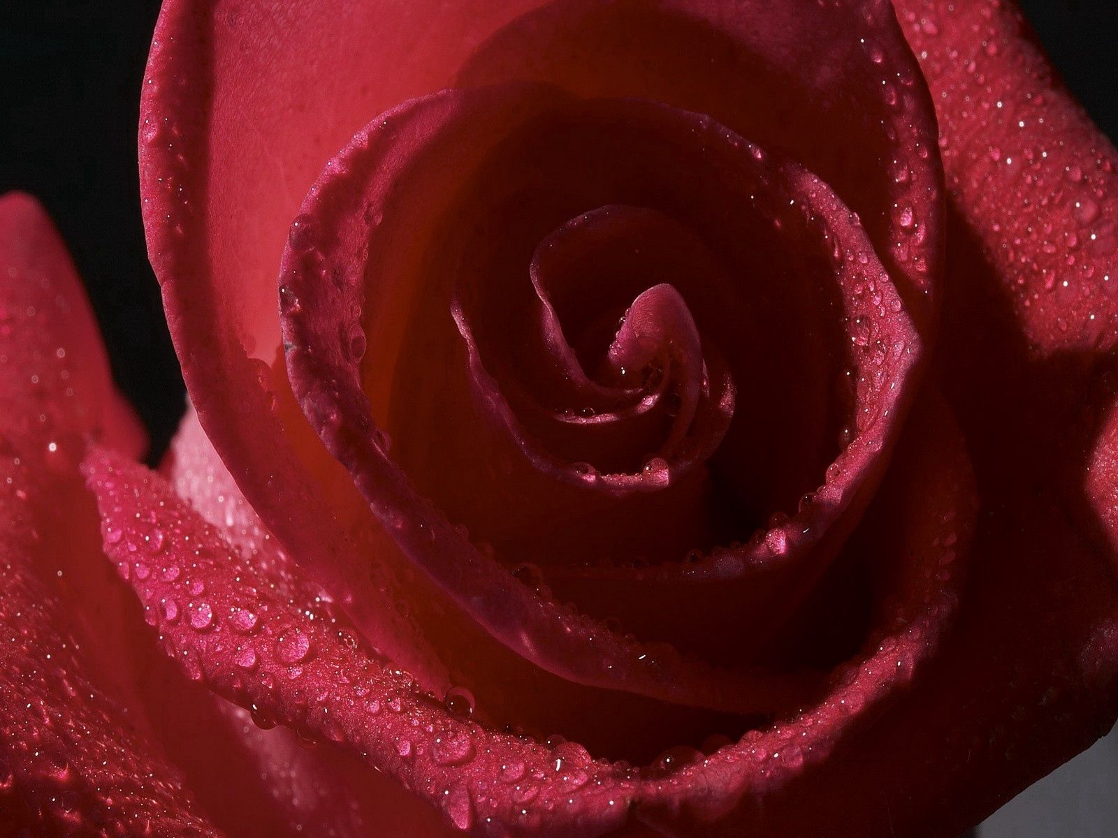 Download mobile wallpaper Petals, Macro, Flower, Shadow, Rose, Rose Flower, Drops for free.