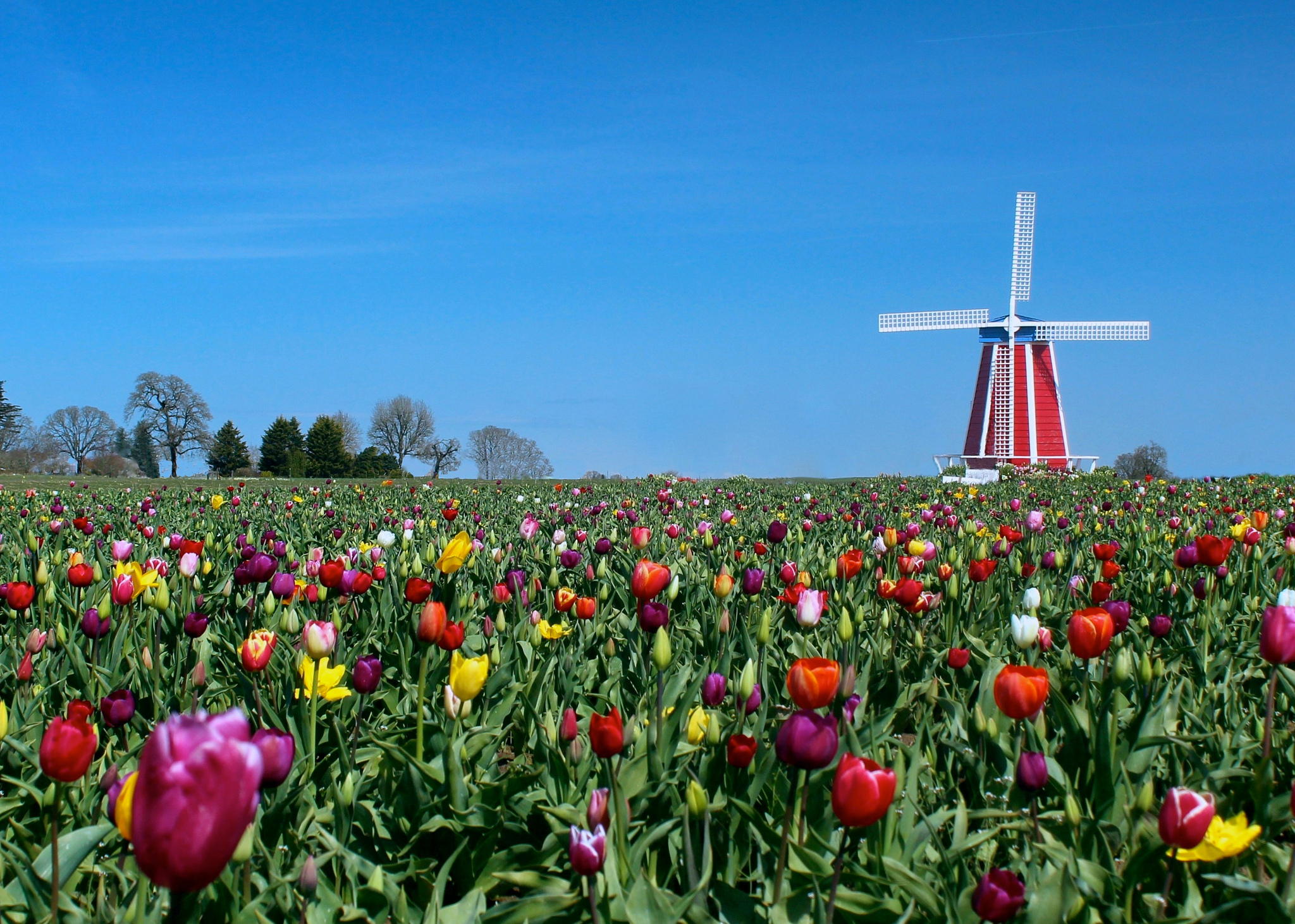 754863 baixar imagens tulipa, feito pelo homem, moinho de vento, campo, flor, moinho - papéis de parede e protetores de tela gratuitamente