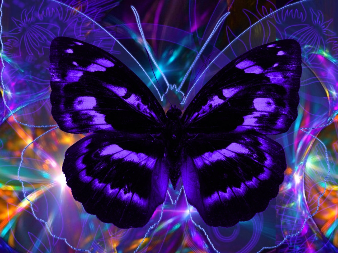 Download mobile wallpaper Insects, Butterflies for free.