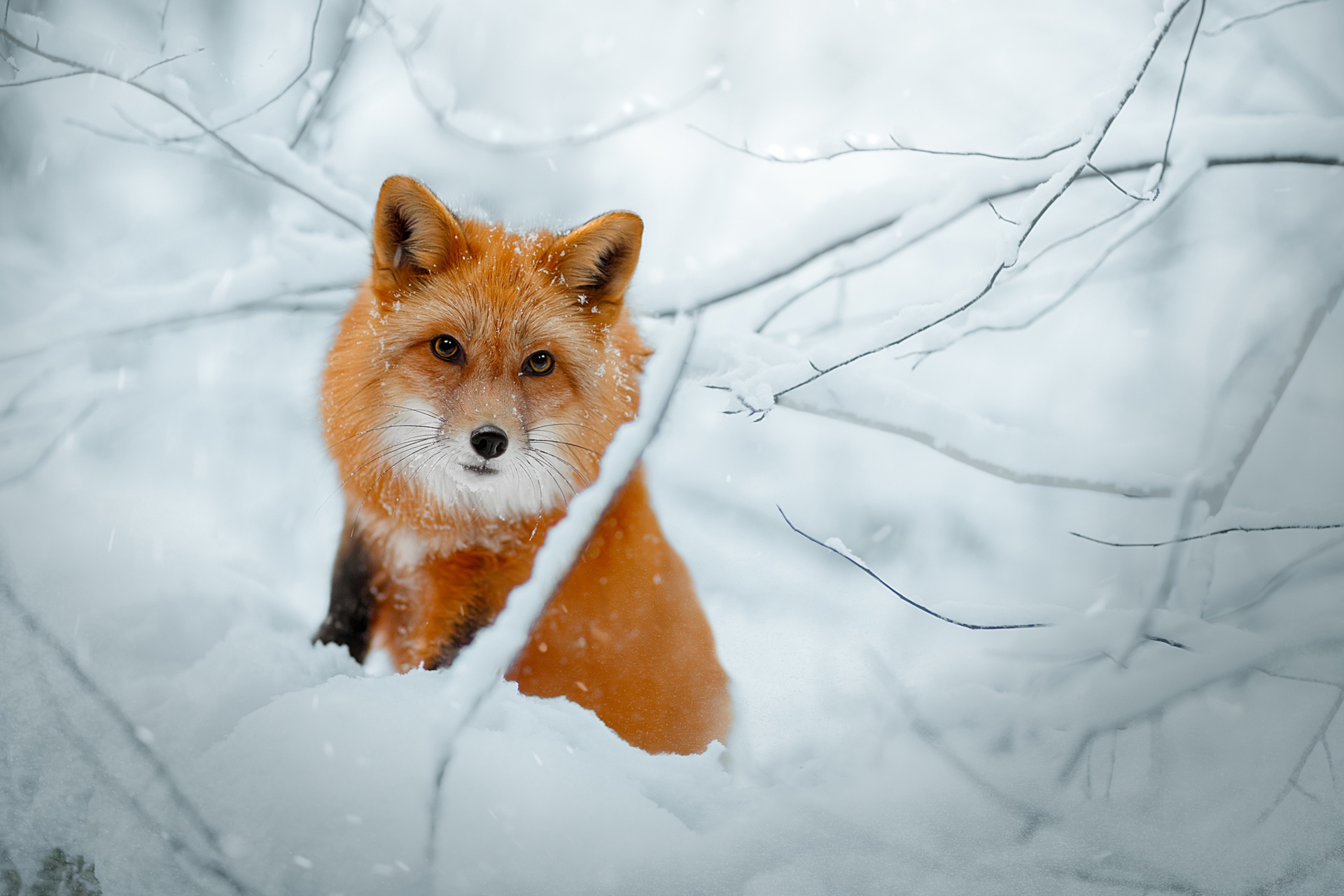 Download mobile wallpaper Winter, Snow, Fox, Animal for free.