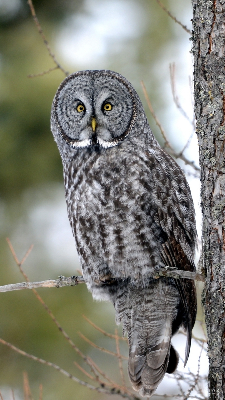 Descarga gratuita de fondo de pantalla para móvil de Animales, Búho, Aves.