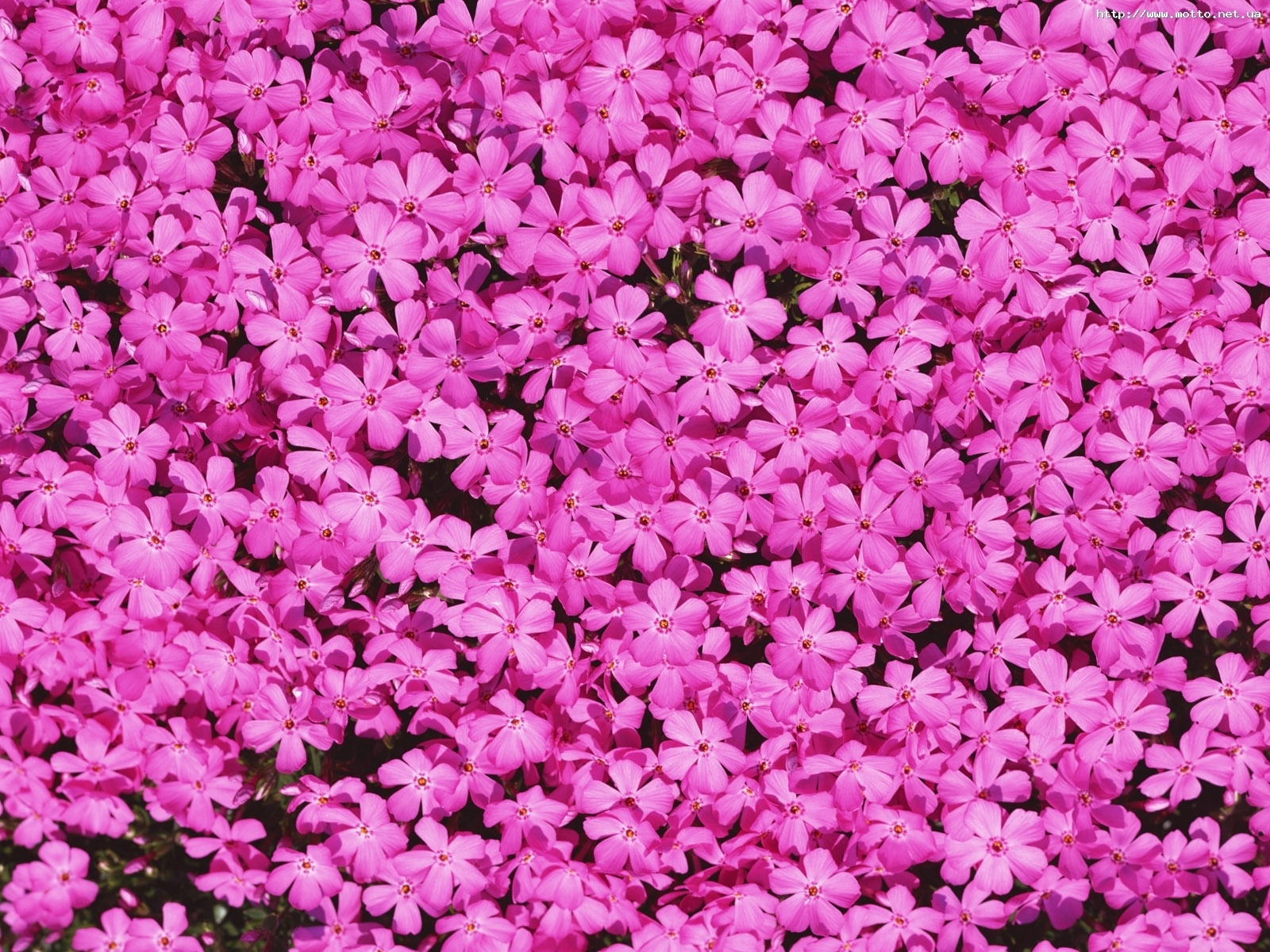 Download mobile wallpaper Flowers, Violet, Plants, Background for free.