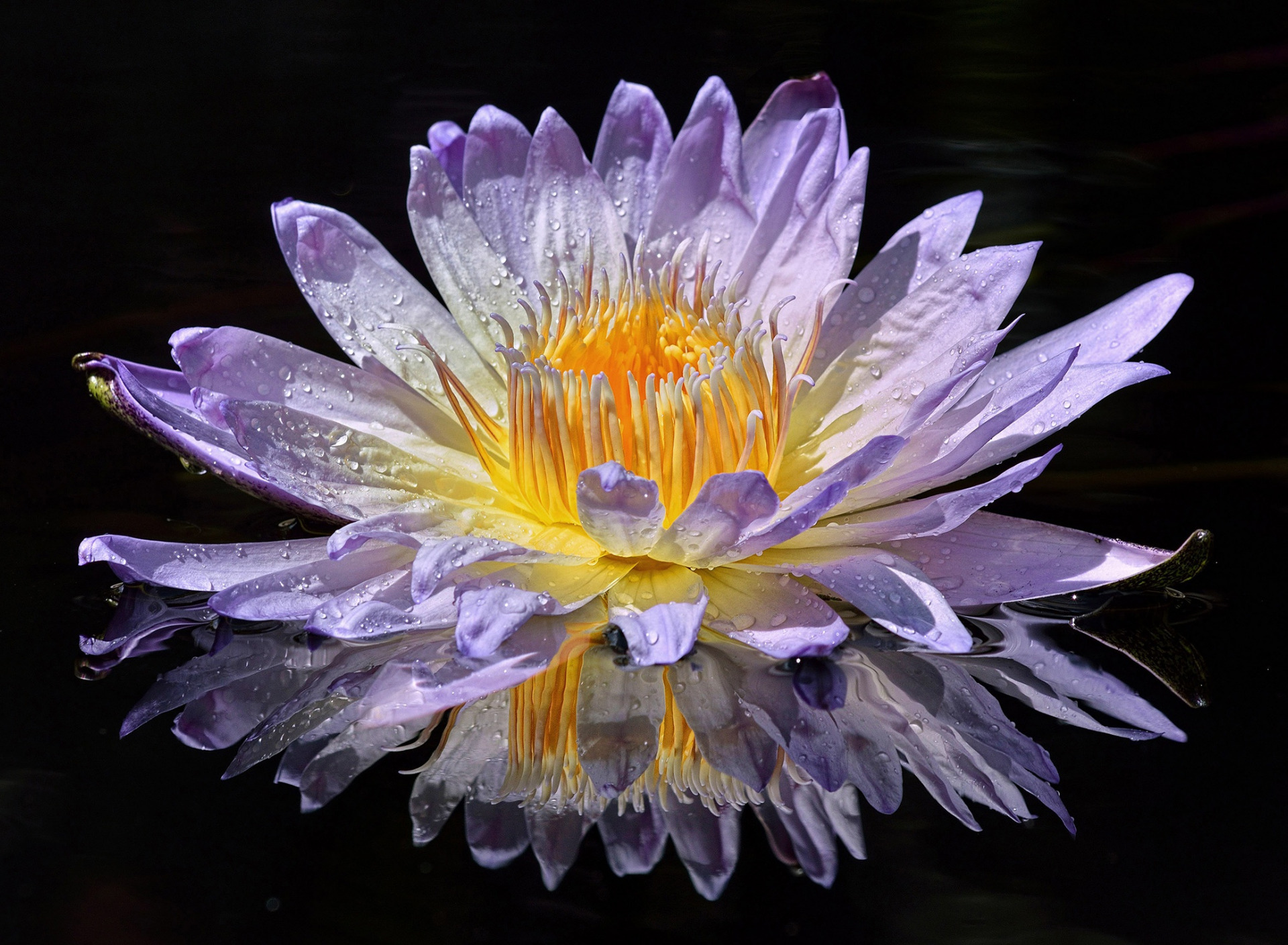 Téléchargez gratuitement l'image Fleurs, Nénuphar, Fleur Mauve, Terre/nature, Réflection sur le bureau de votre PC