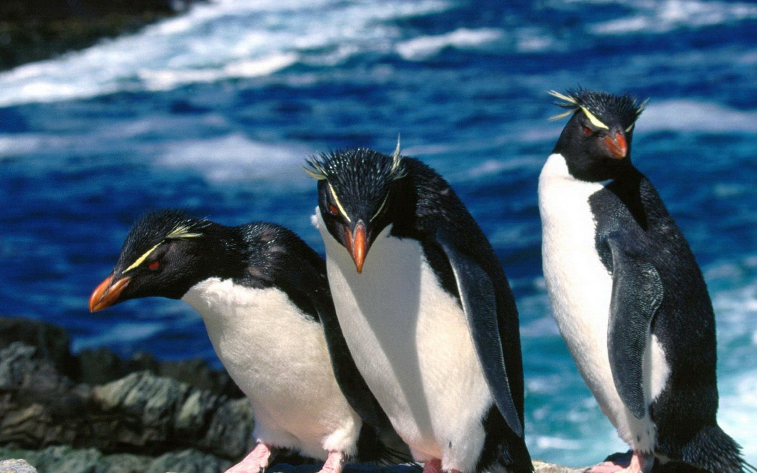 138708 завантажити картинку тварини, вода, пінгвіни, прогулянка, прогулятися, три - шпалери і заставки безкоштовно