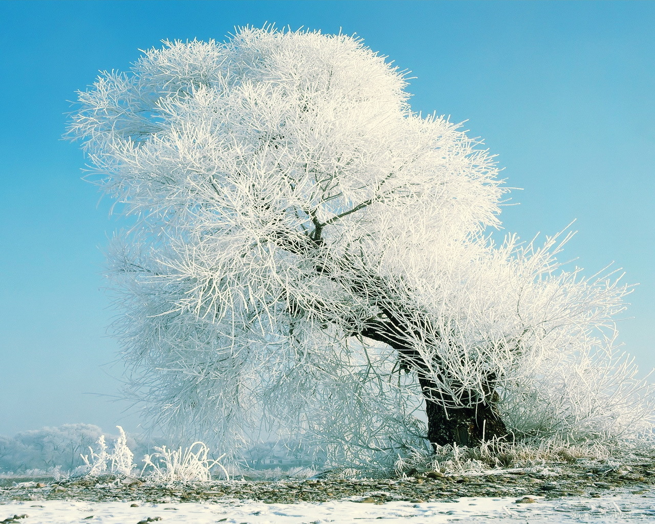 無料モバイル壁紙風景, 木, 雪, 冬をダウンロードします。