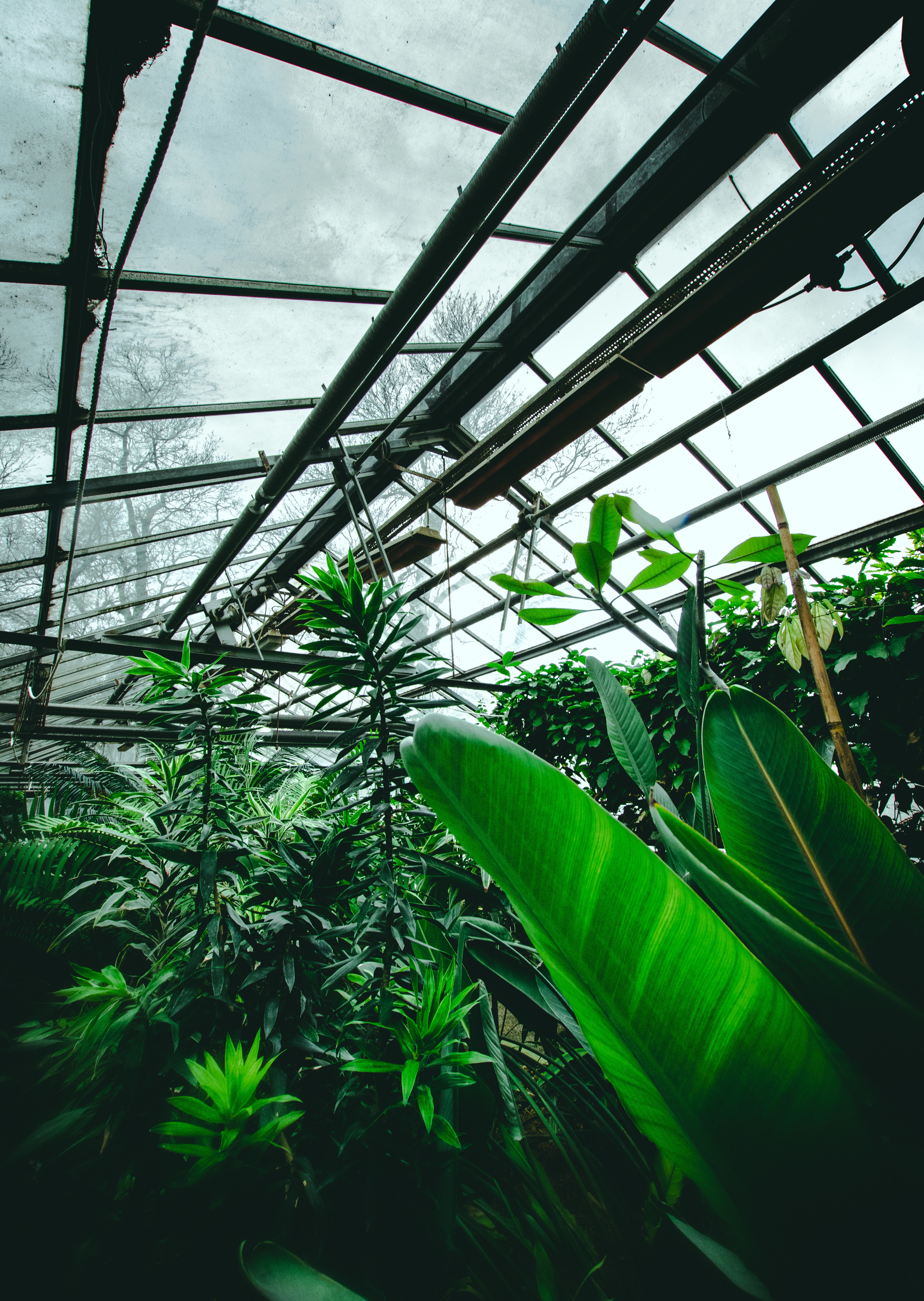 greenhouse, plants, flowers, leaves, green, tropical