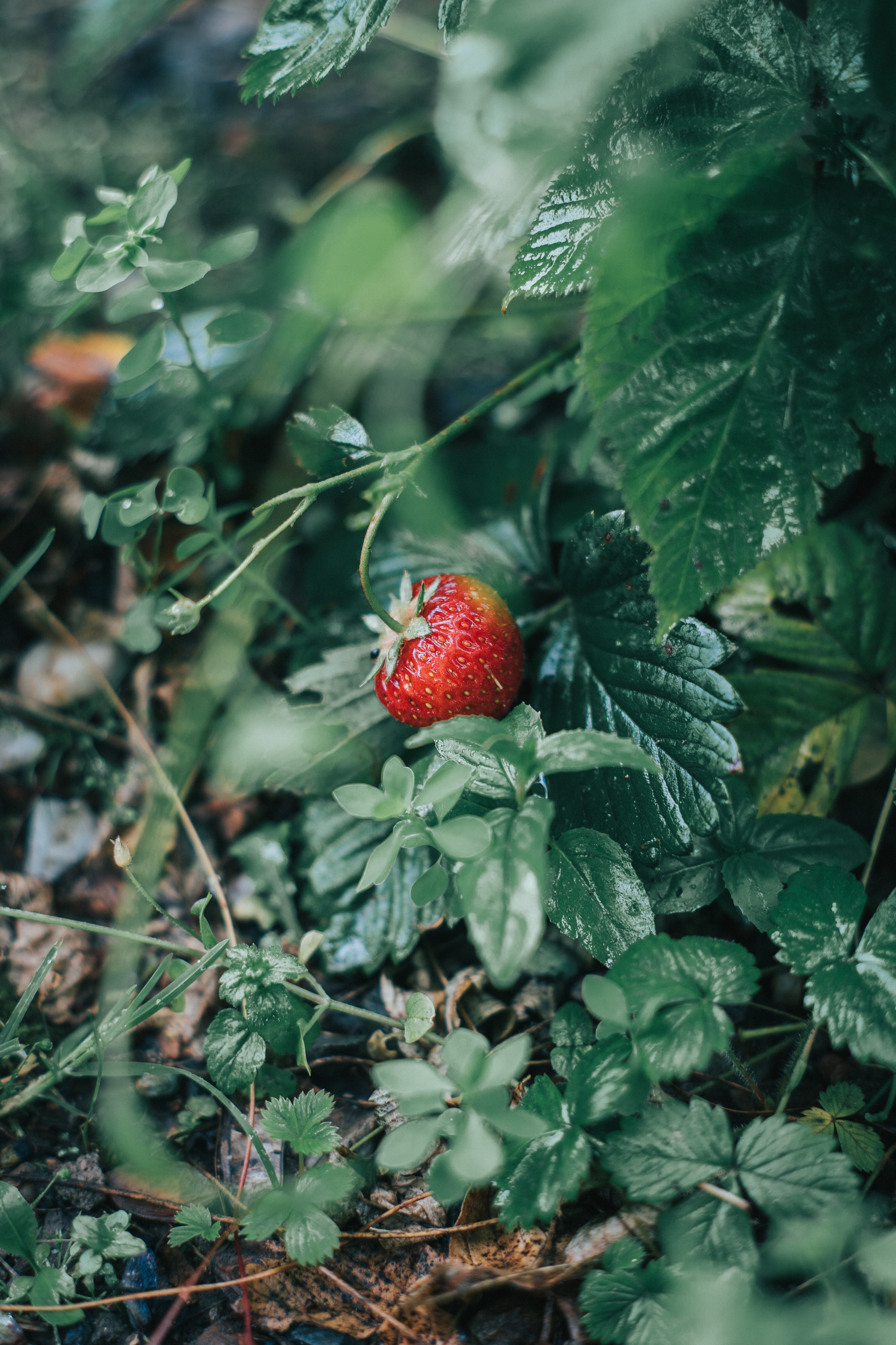 strawberry, red, food, berry, ripe, wild strawberries HD wallpaper