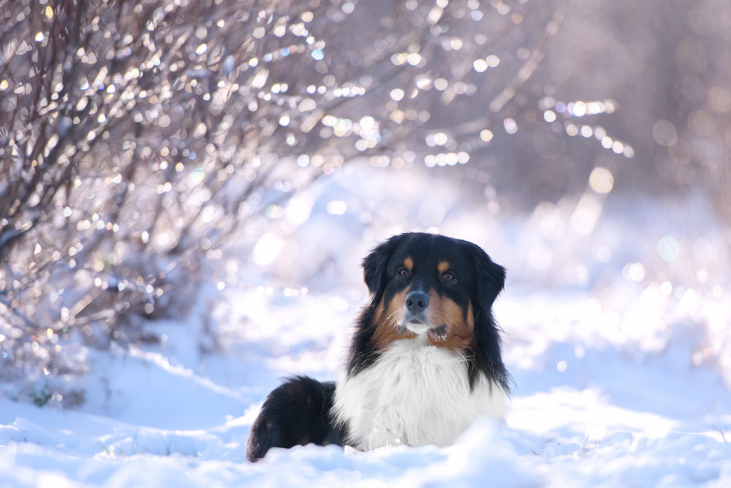 Download mobile wallpaper Winter, Dogs, Snow, Dog, Animal for free.