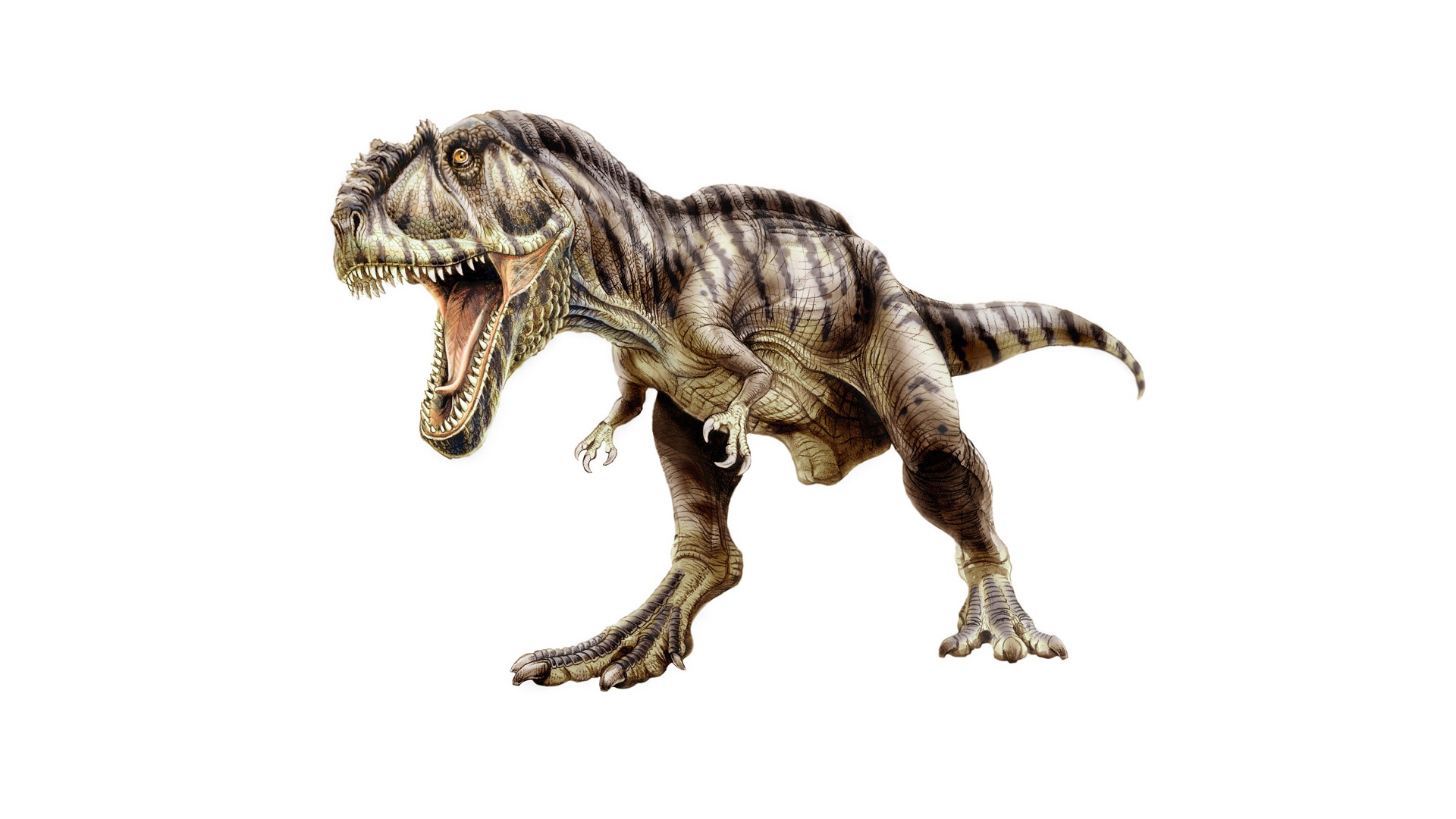 Завантажити шпалери безкоштовно Динозаври, Тварина, Тиранозавр Рекс картинка на робочий стіл ПК
