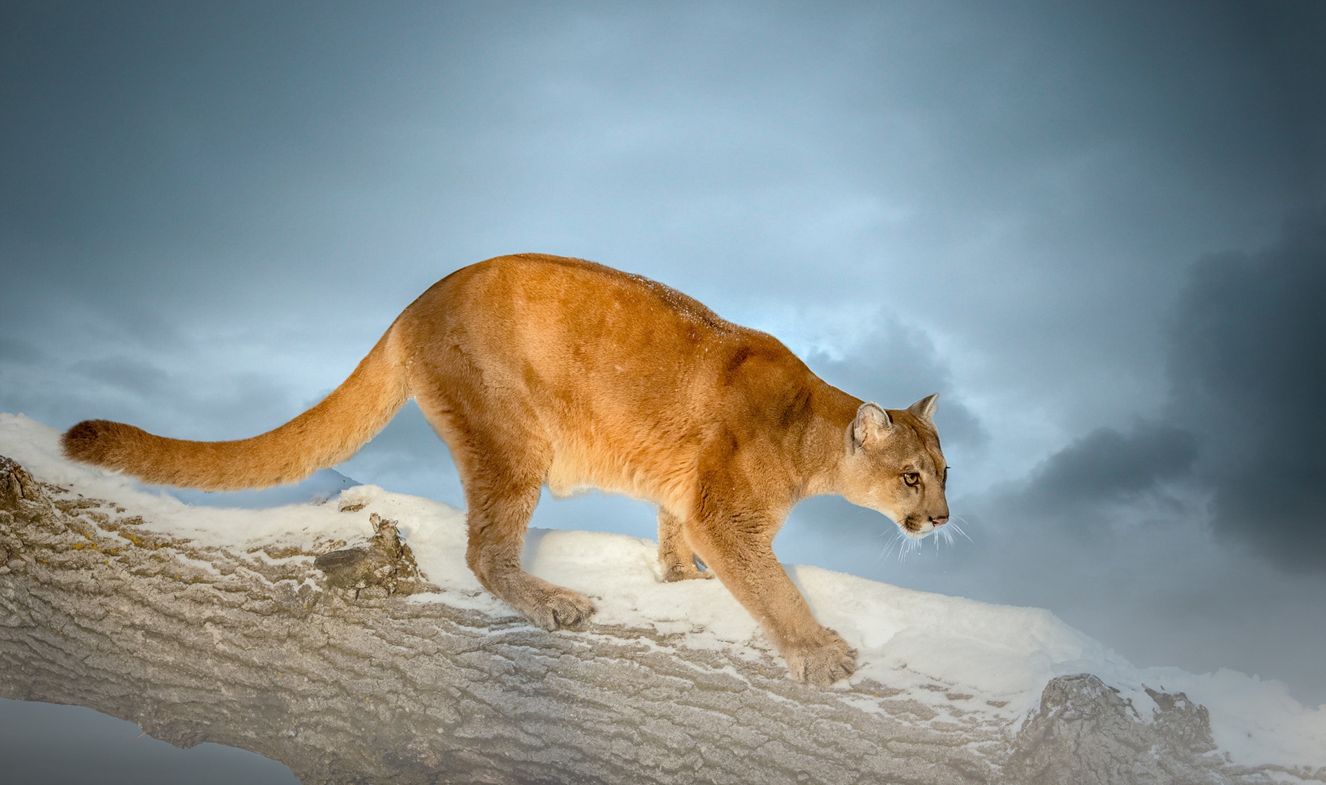 Free download wallpaper Cats, Animal, Cougar on your PC desktop