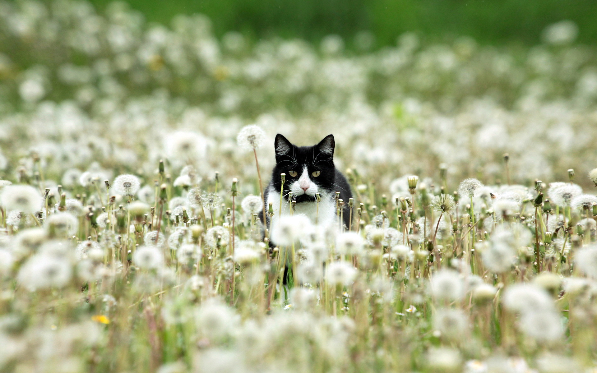 Laden Sie das Tiere, Katzen, Katze-Bild kostenlos auf Ihren PC-Desktop herunter