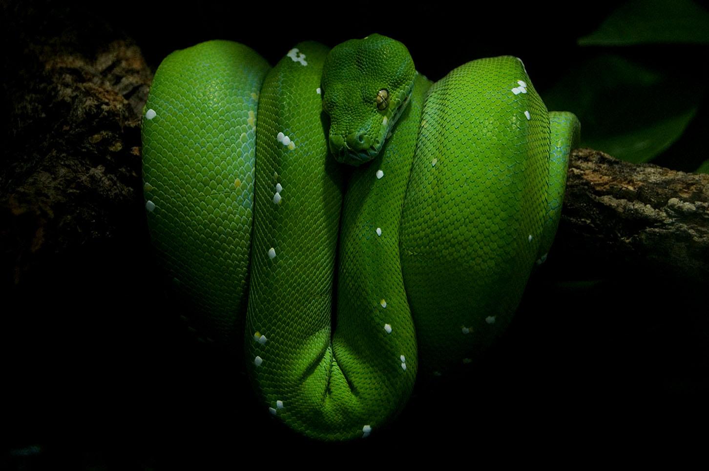 Download mobile wallpaper Animal, Snake, Reptiles, Python for free.