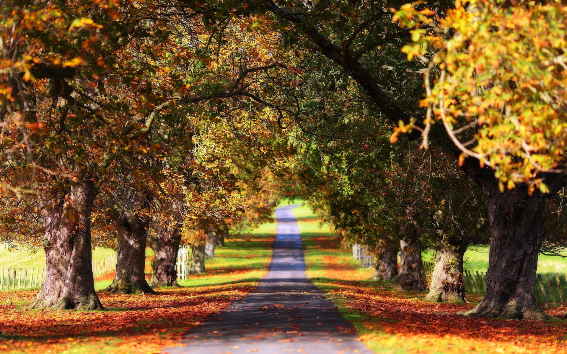 Download mobile wallpaper Nature, Road, Leaf, Fall, Street, Photography, Season for free.
