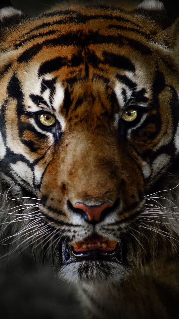 Download mobile wallpaper Cats, Tiger, Animal, Face for free.