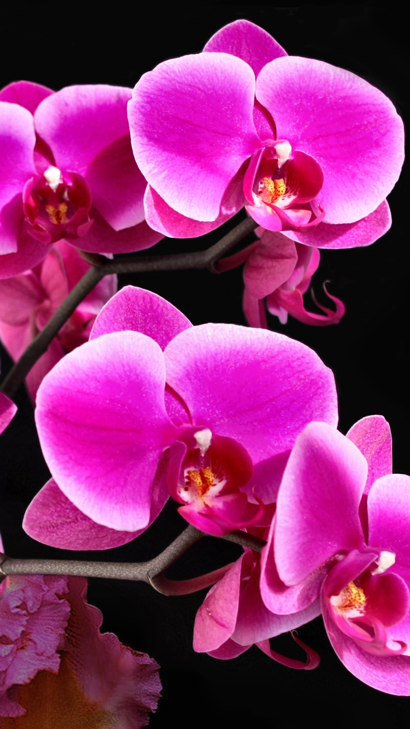 Descarga gratuita de fondo de pantalla para móvil de Flores, Flor, Orquídea, Tierra/naturaleza.