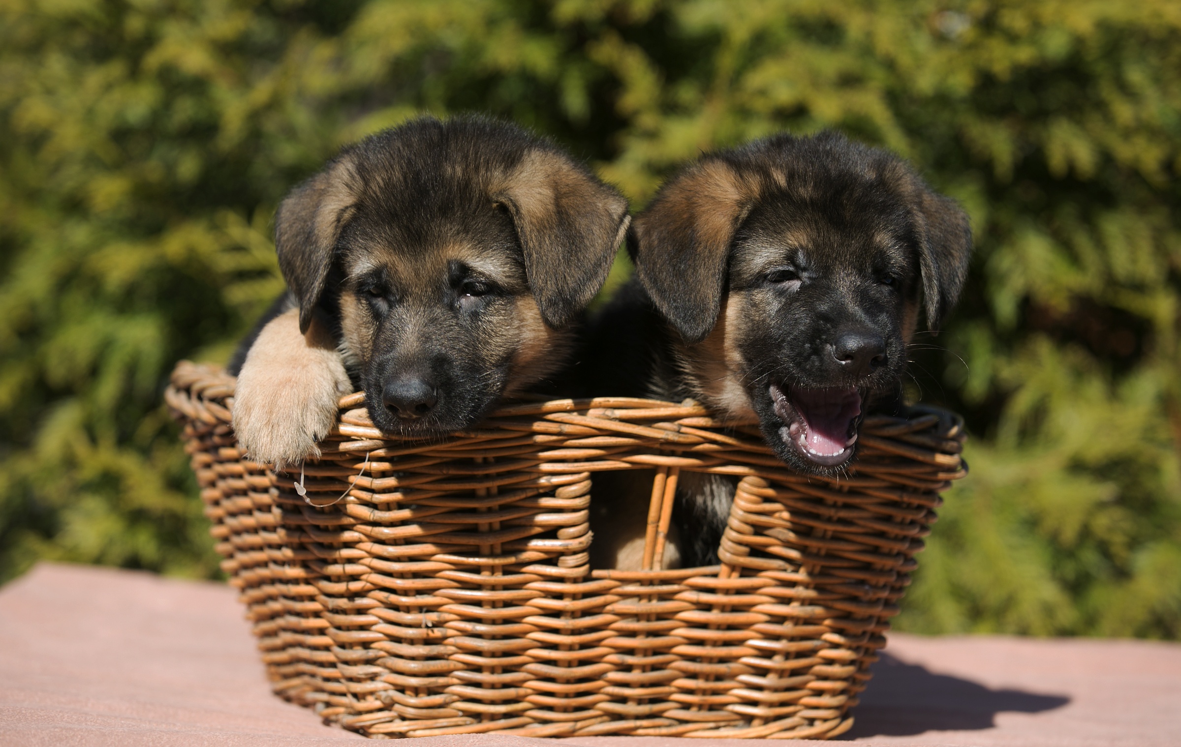 Download mobile wallpaper Dogs, Dog, Animal, Puppy, Basket, German Shepherd, Baby Animal for free.