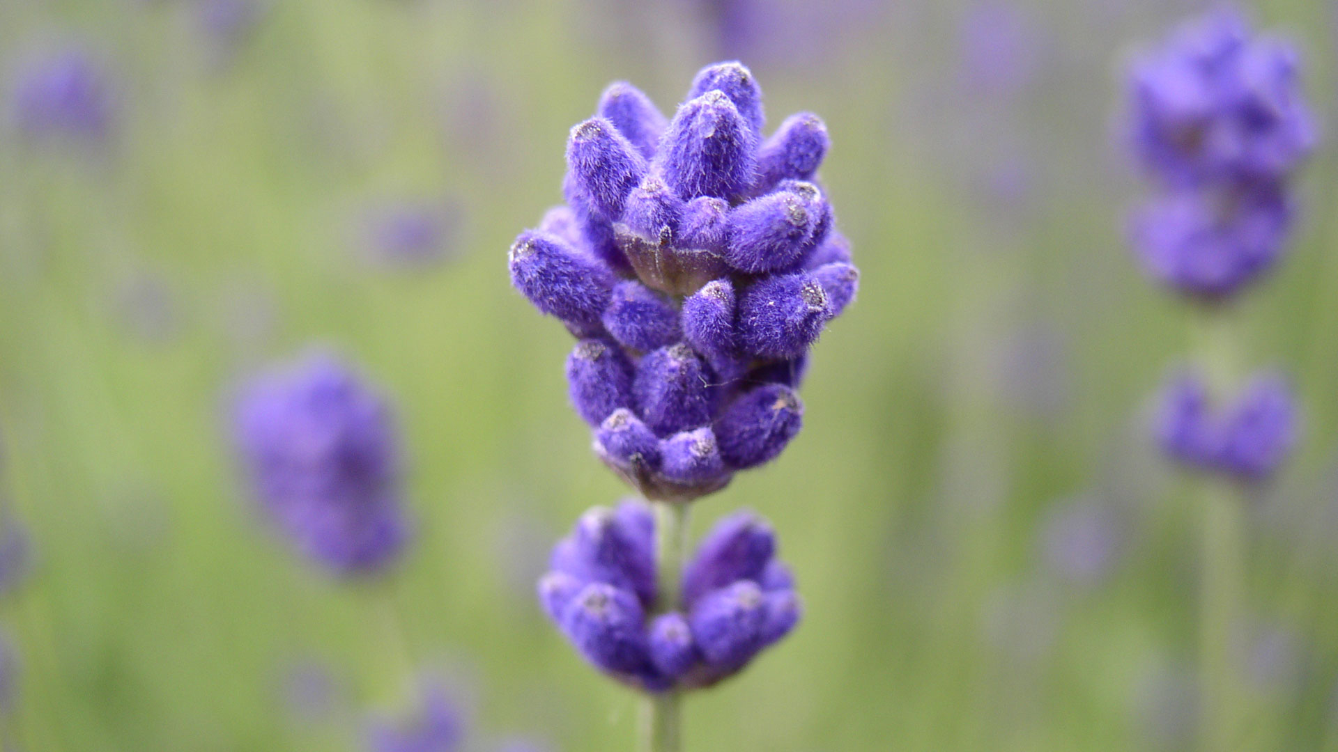 Descarga gratuita de fondo de pantalla para móvil de Flores, Flor, Flor Purpura, Tierra/naturaleza.