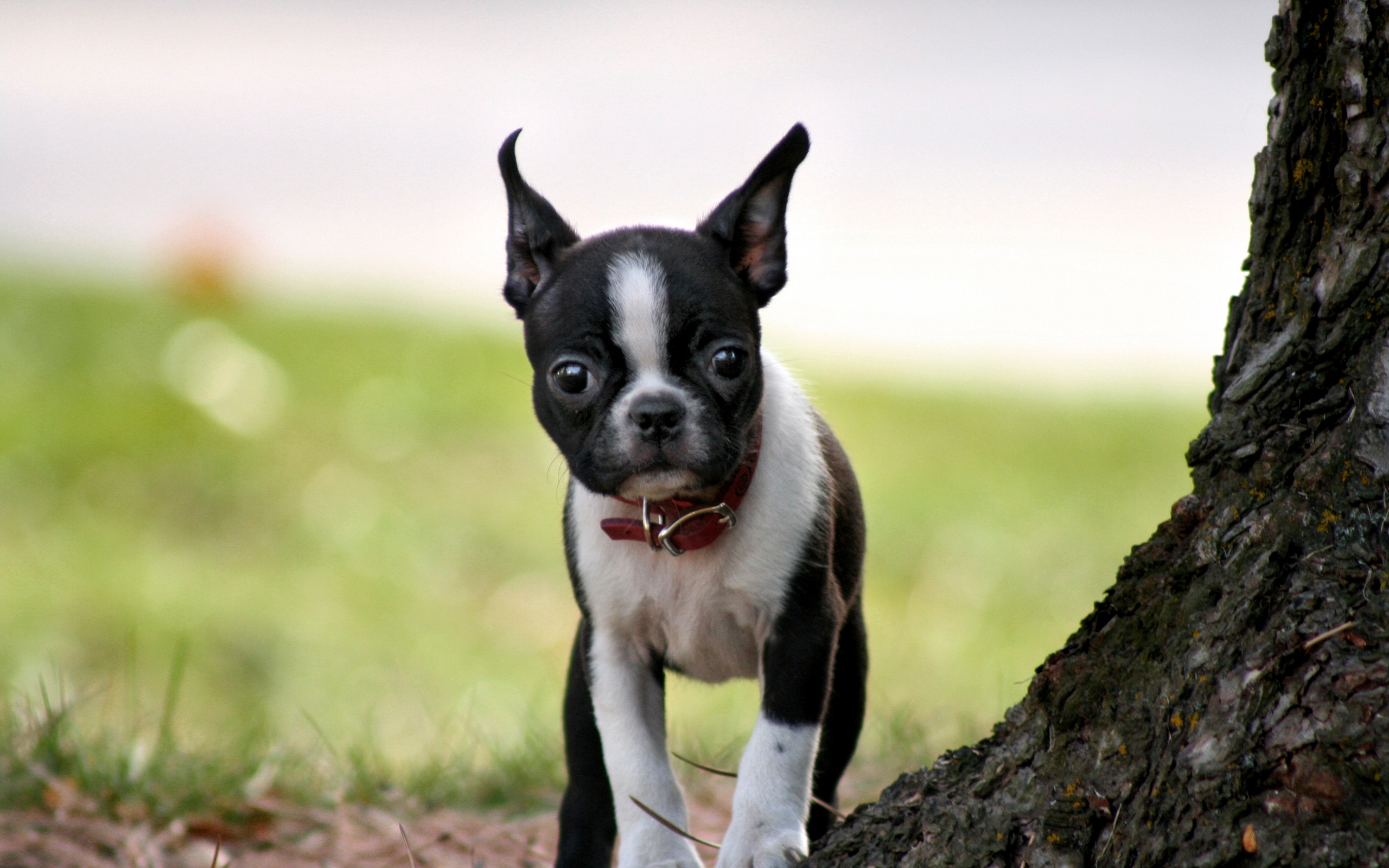 Descarga gratuita de fondo de pantalla para móvil de Perros, Cachorro, Animales.