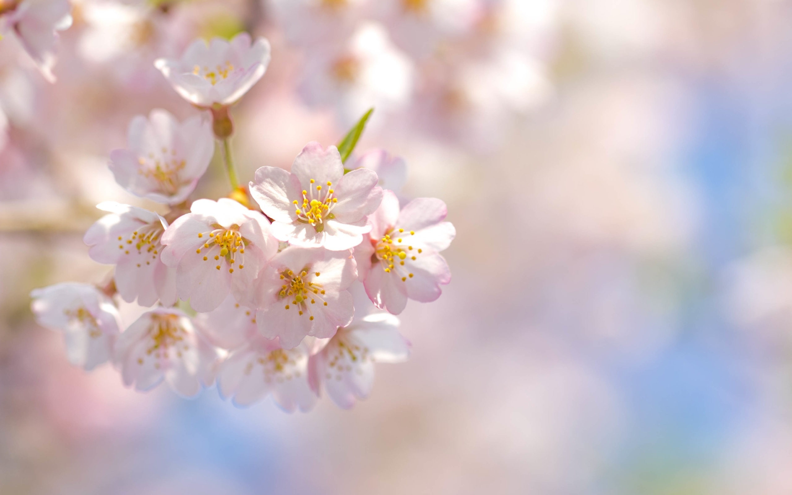 Free download wallpaper Blossom, Flowers, Earth on your PC desktop