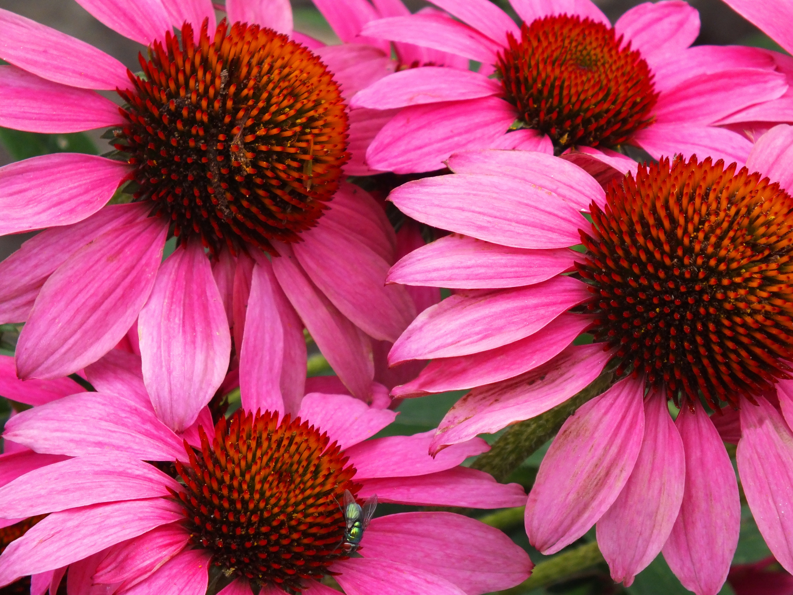 earth, coneflower, close up, echinacea, flower, fly, pink flower, flowers
