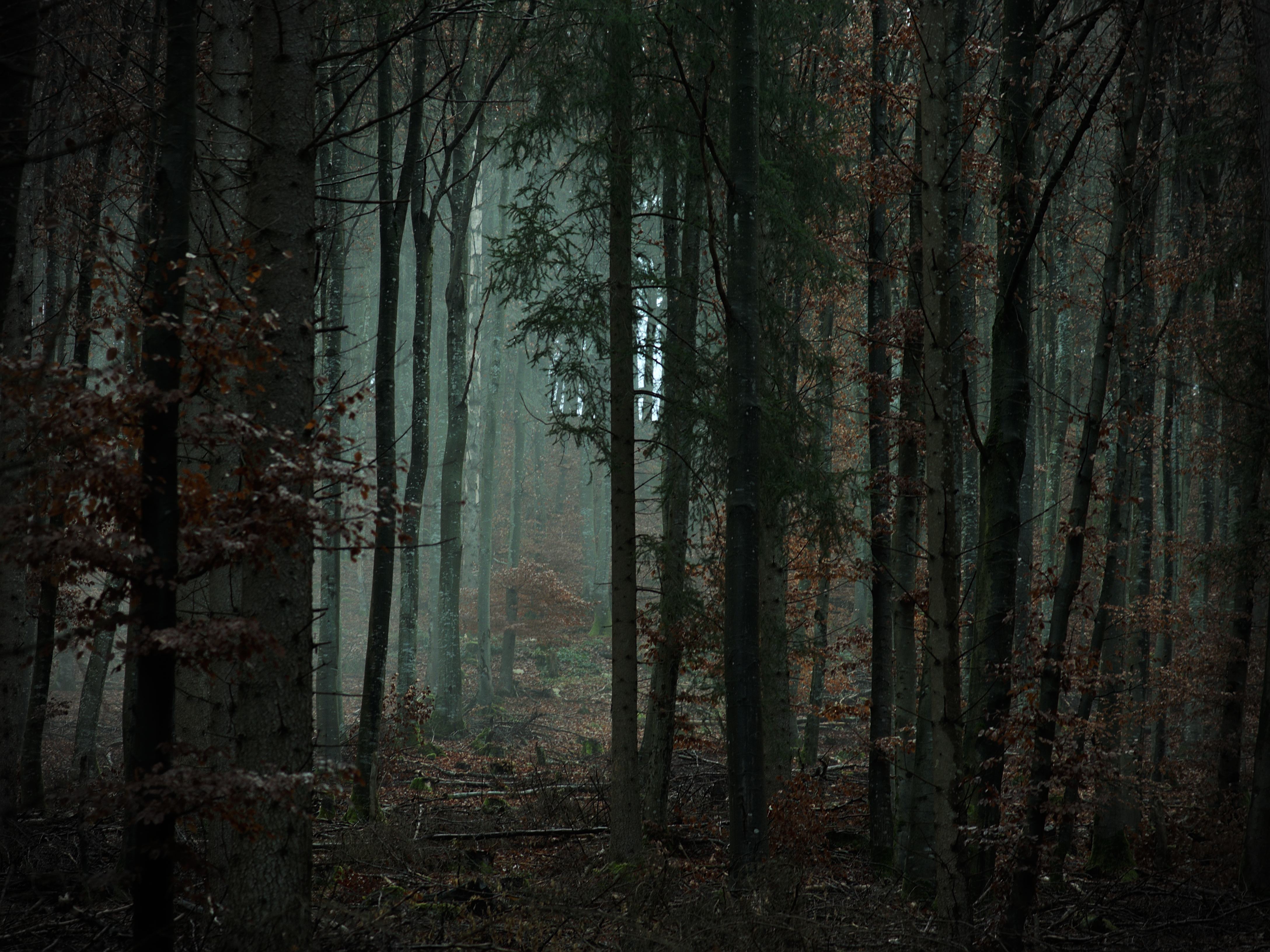 Handy-Wallpaper Natur, Bäume, Wald, Nebel, Dunkelheit kostenlos herunterladen.