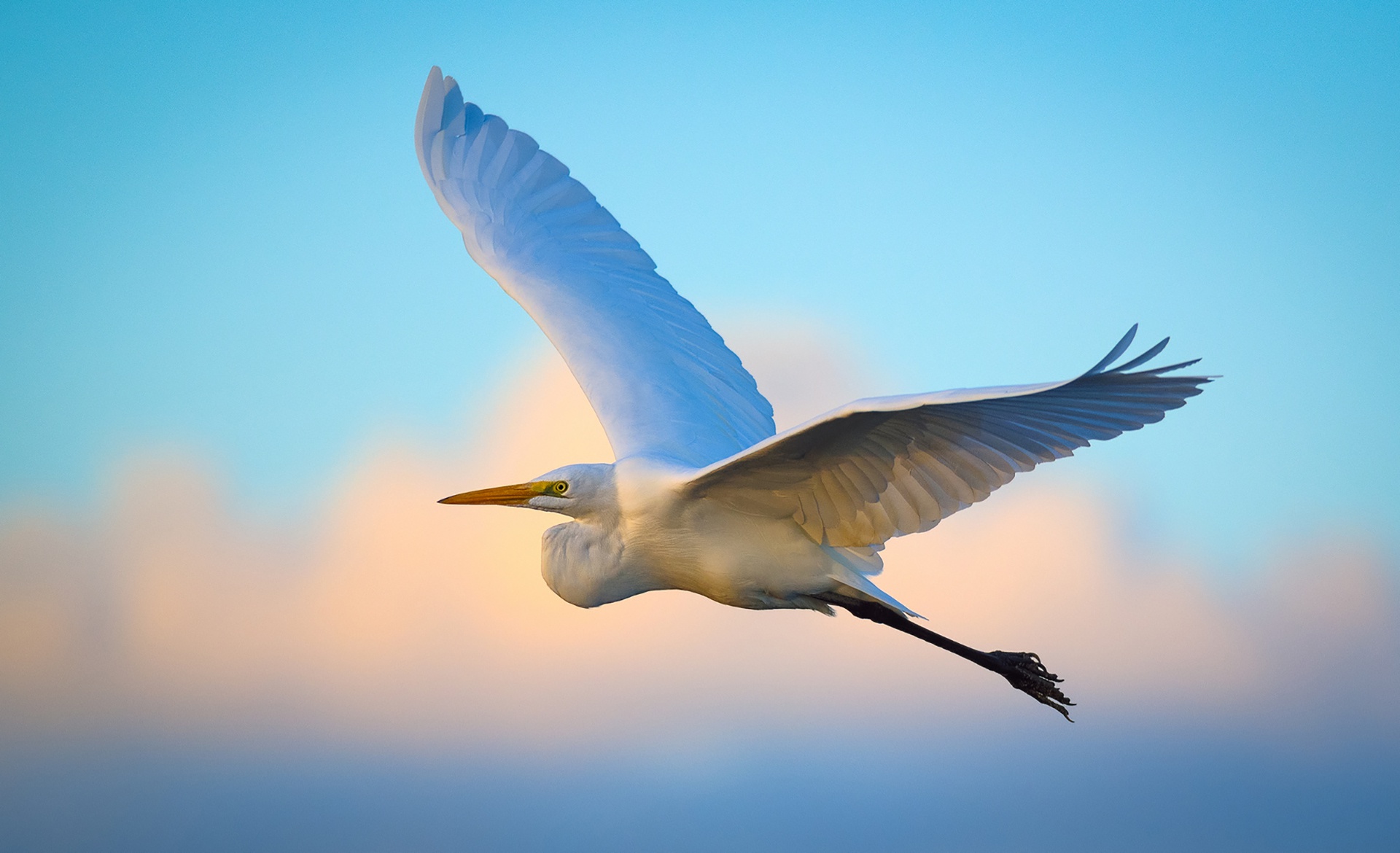 Download mobile wallpaper Birds, Bird, Animal, Egret for free.