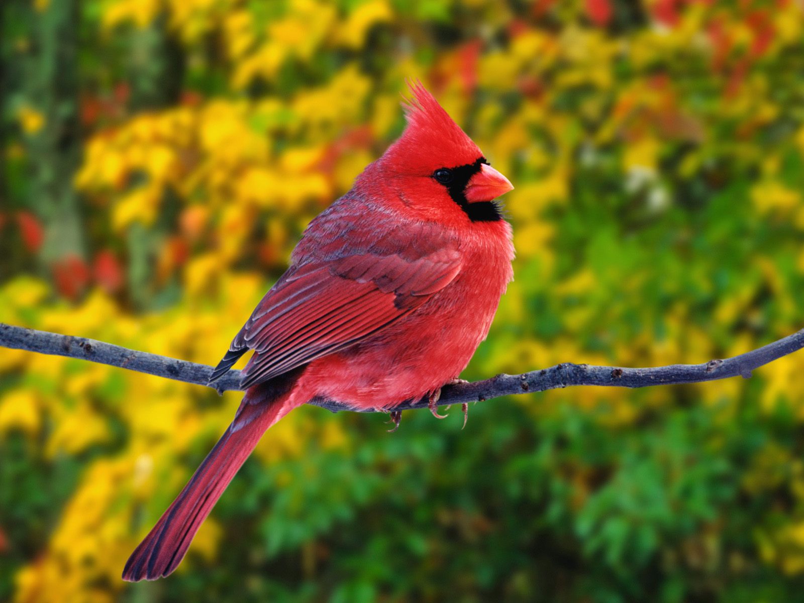 181962 descargar fondo de pantalla animales, cardenal, ave, aves: protectores de pantalla e imágenes gratis