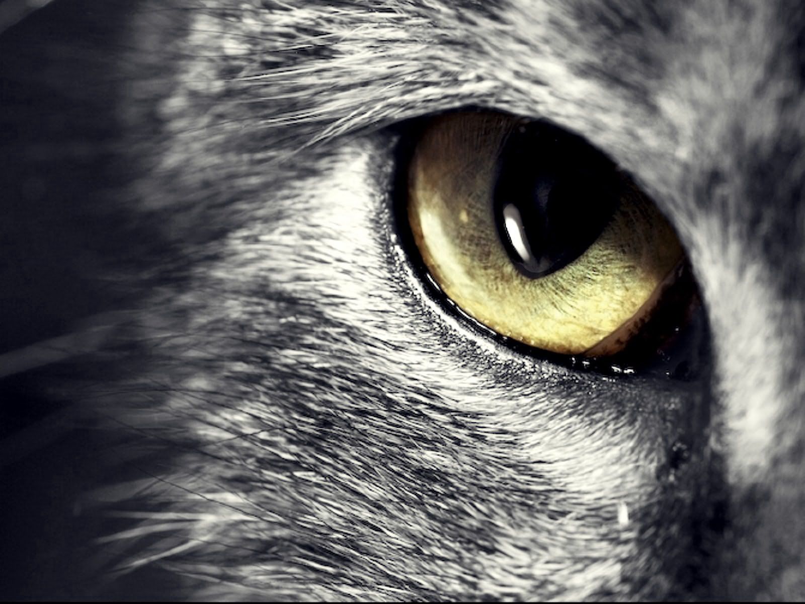 cat, animals, muzzle, eyes, sight, opinion
