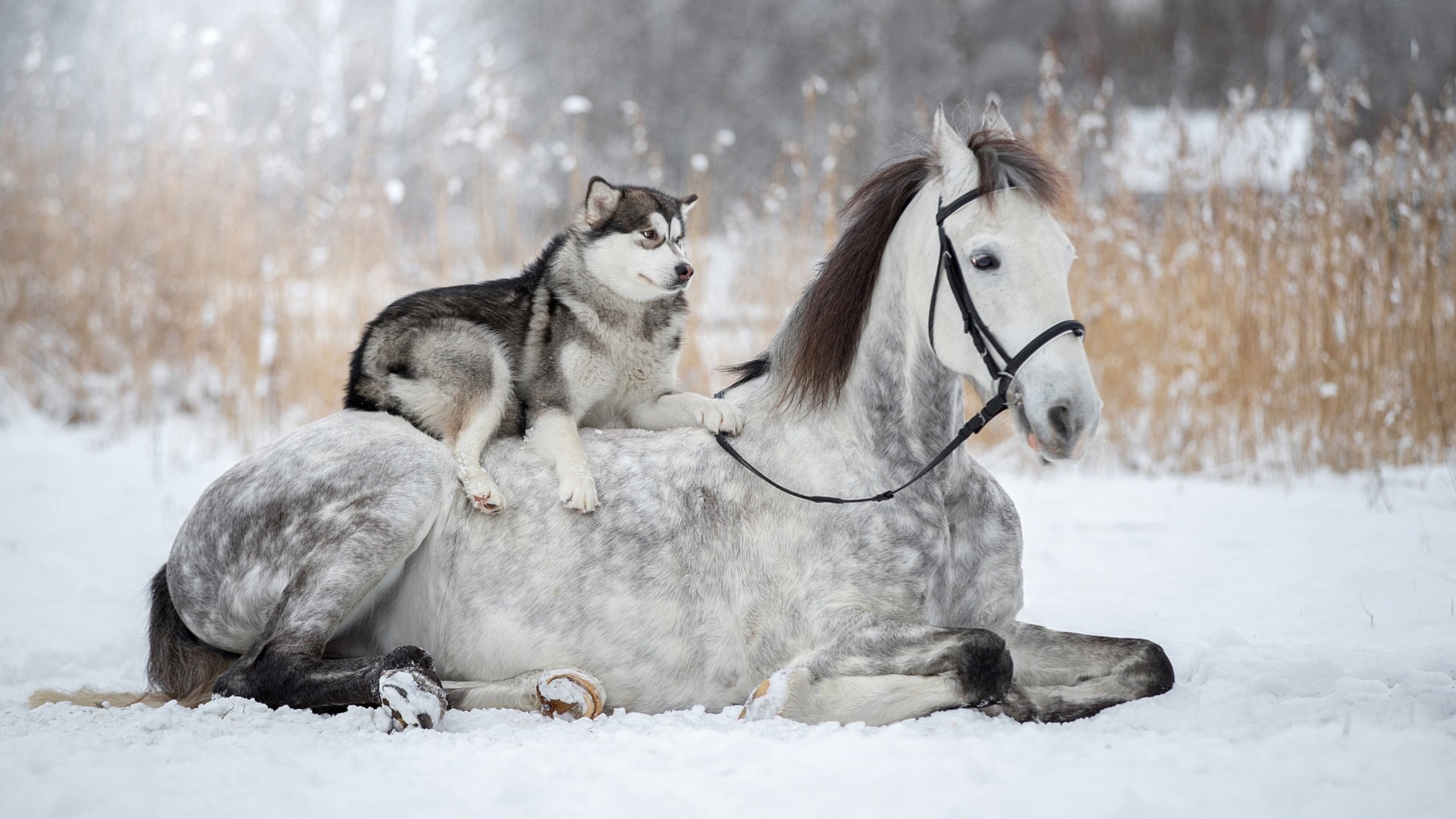 Handy-Wallpaper Tiere, Hauspferd, Schlittenhund kostenlos herunterladen.