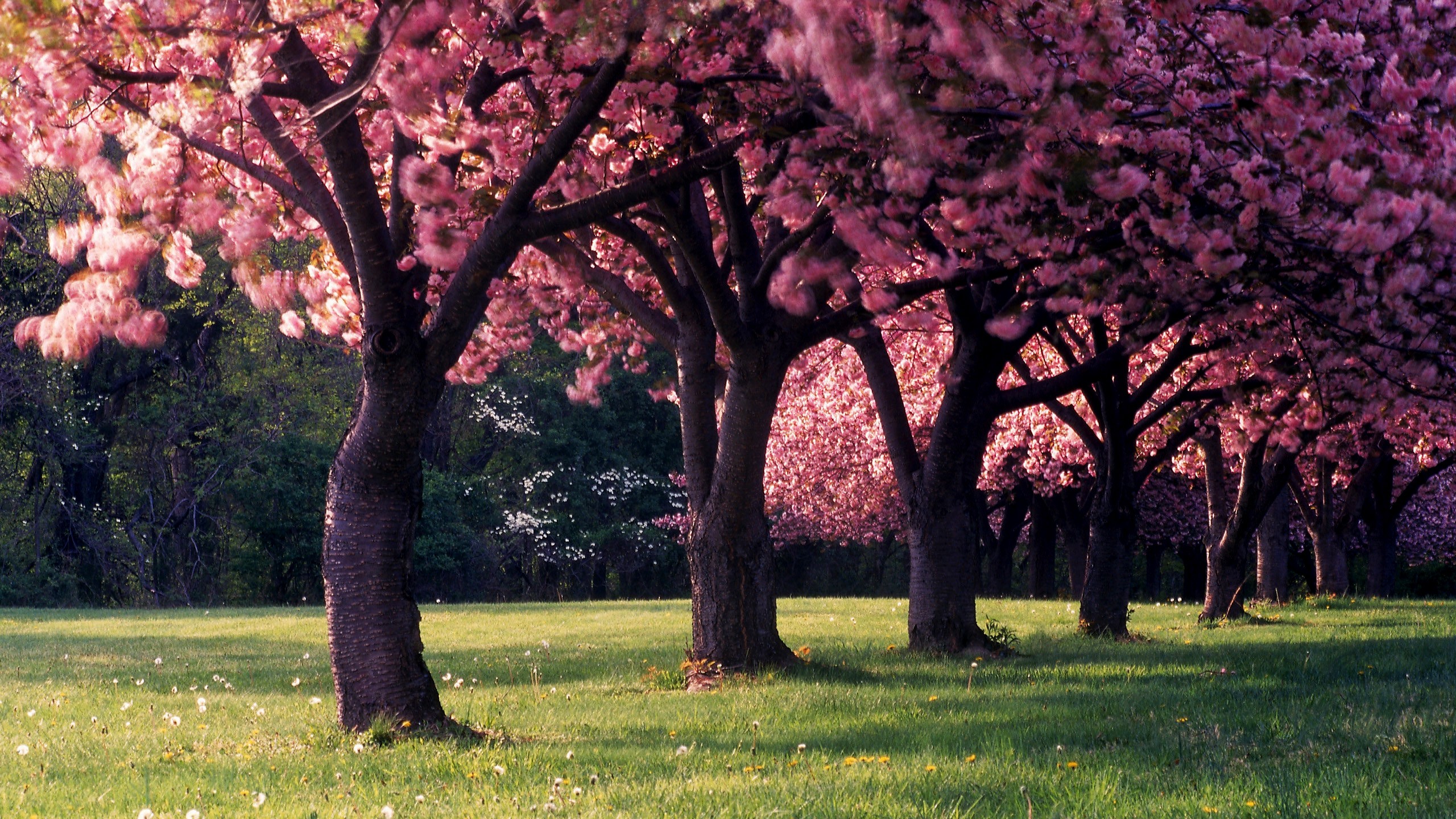 Téléchargez gratuitement l'image Arbre, Floraison, Printemps, Terre/nature, Fleur Rose sur le bureau de votre PC