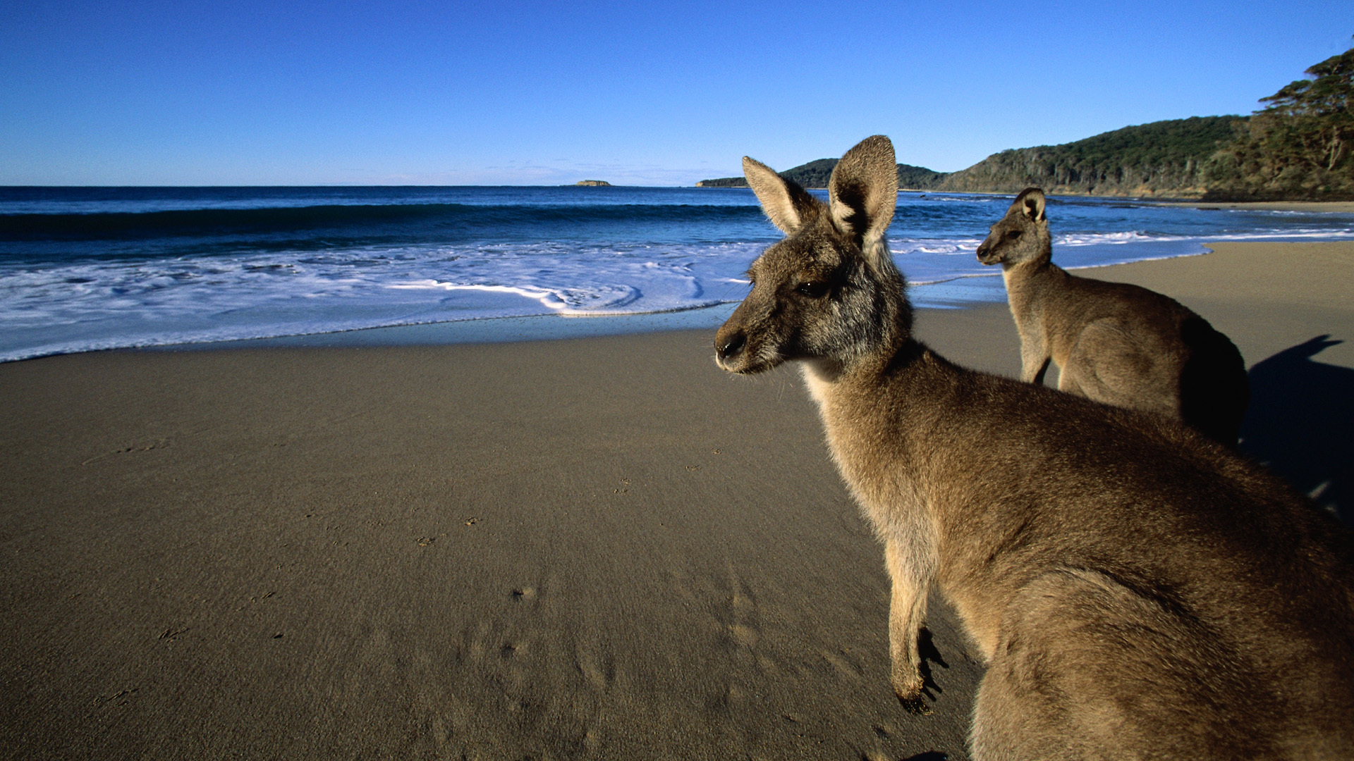 609831 baixar papel de parede animais, canguru, praia, marsupial, oceano - protetores de tela e imagens gratuitamente