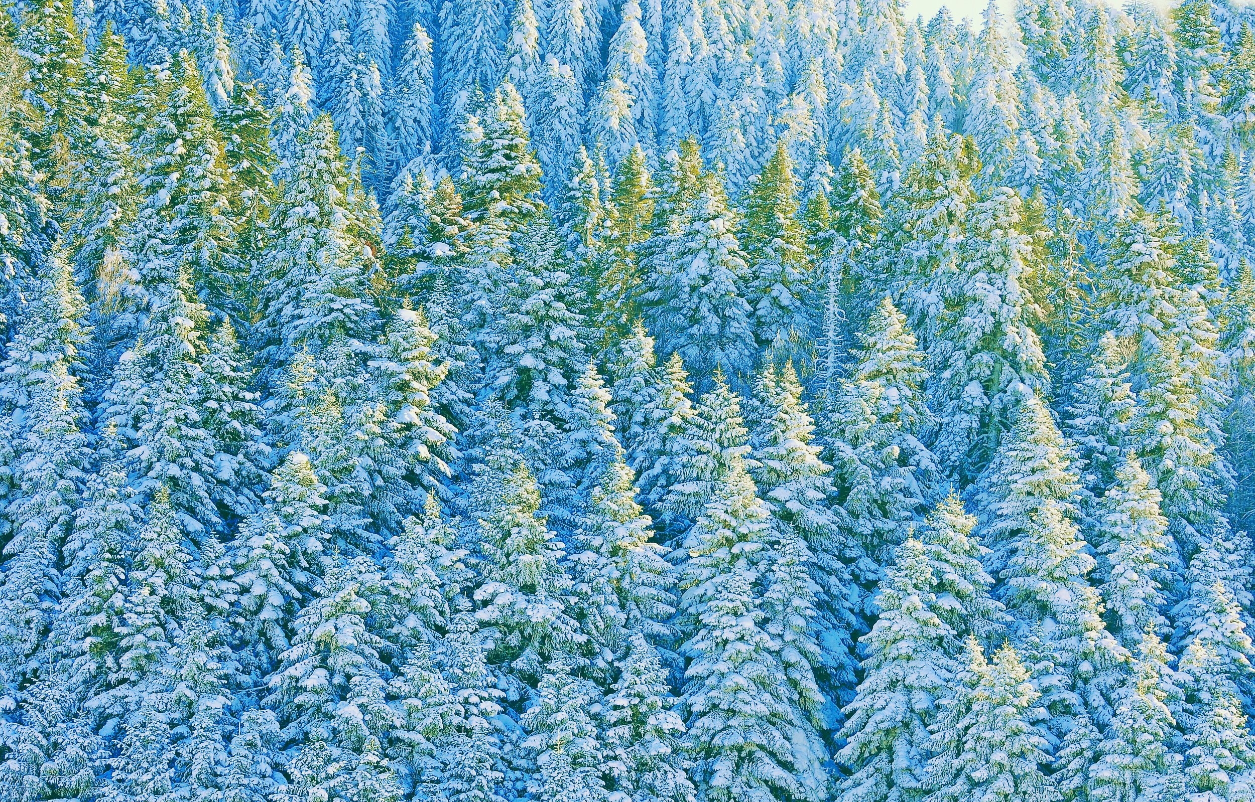 Download mobile wallpaper Winter, Nature, Forest, Tree, Earth for free.