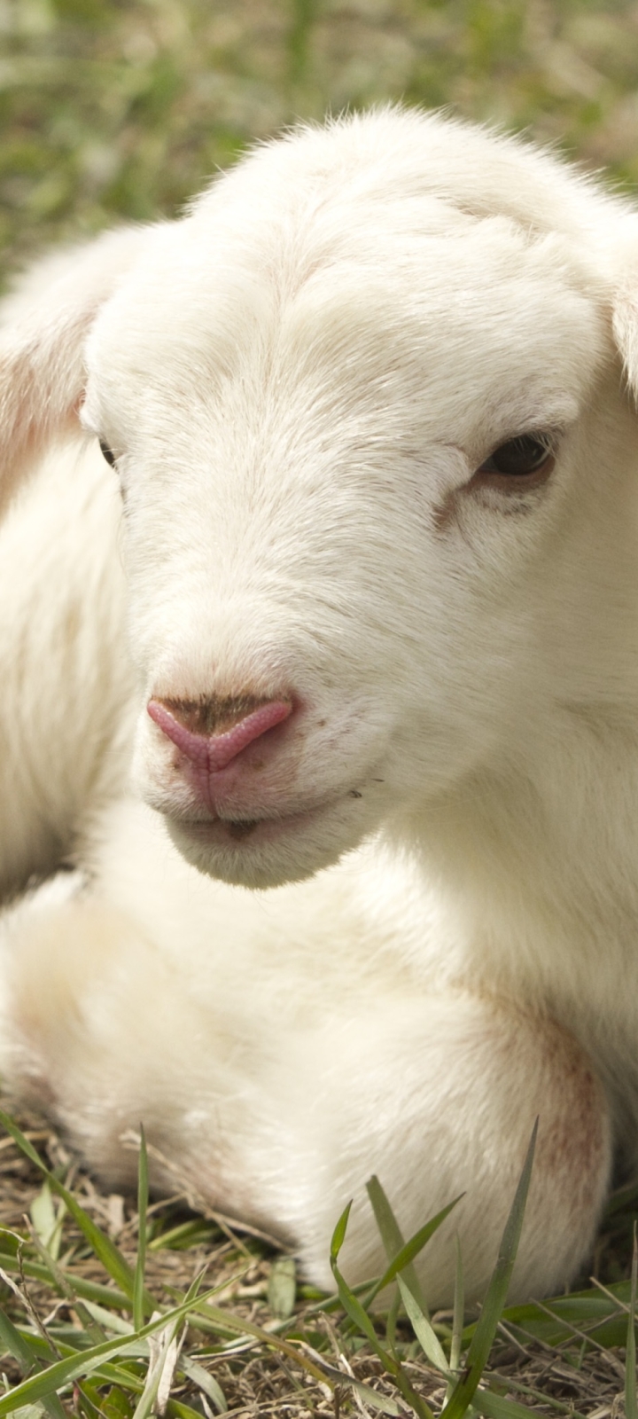Download mobile wallpaper Animal, Sheep, Lamb, Baby Animal for free.